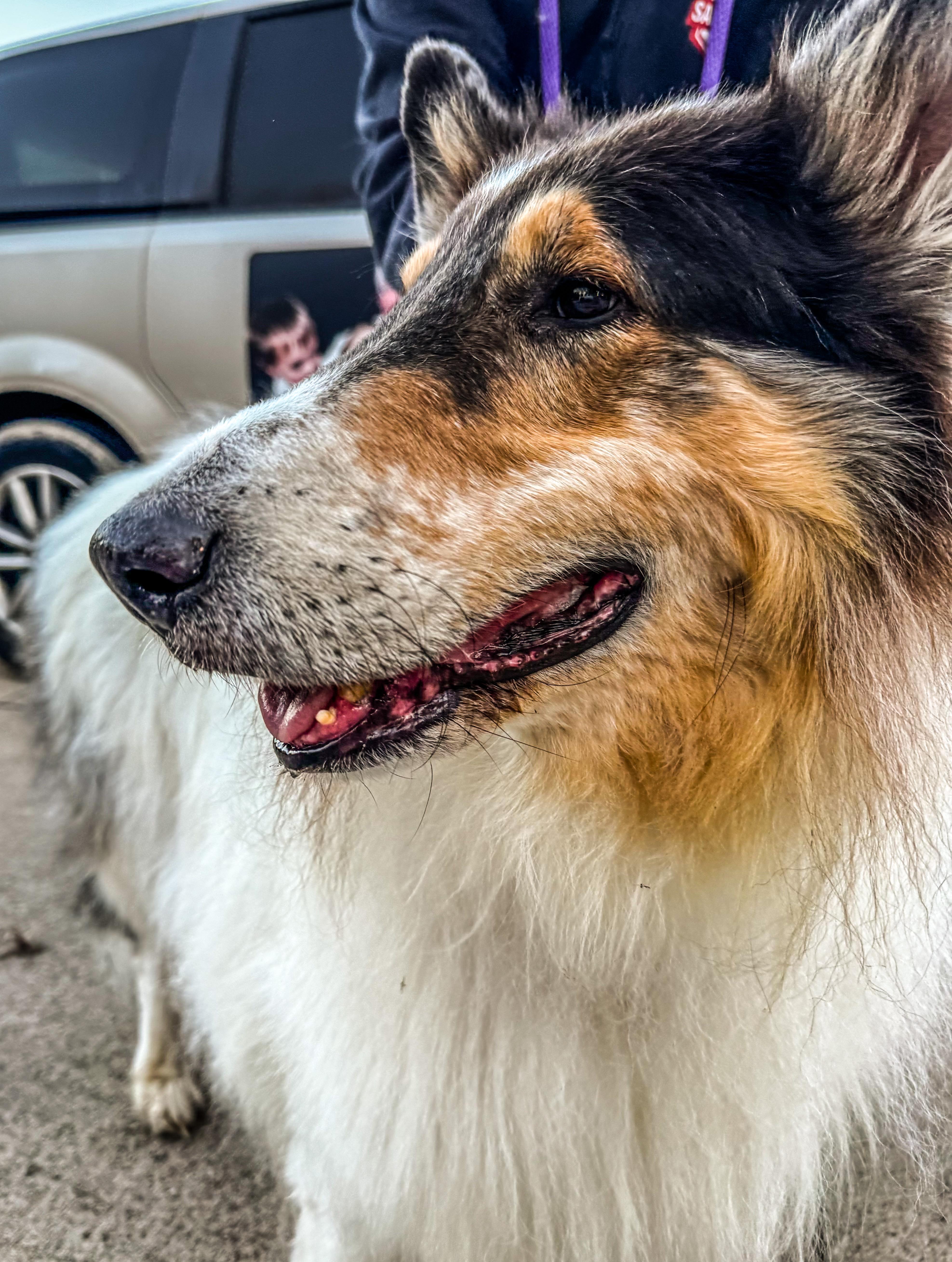 Enlarge Shane, a Adoptable Rough Collie in Elyria, OH image 3/4