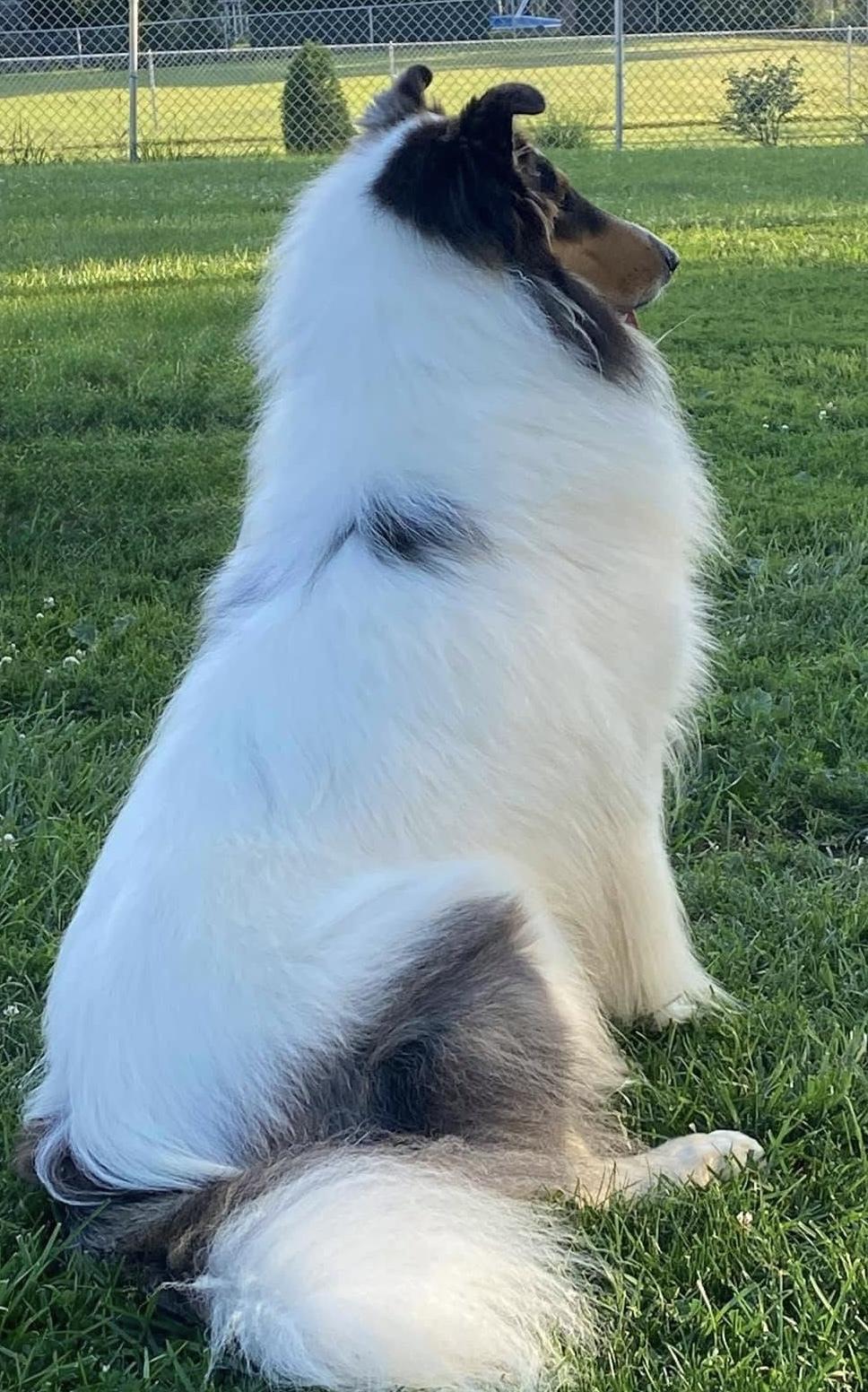 Enlarge Shane, a Adoptable Rough Collie in Elyria, OH image 4/4