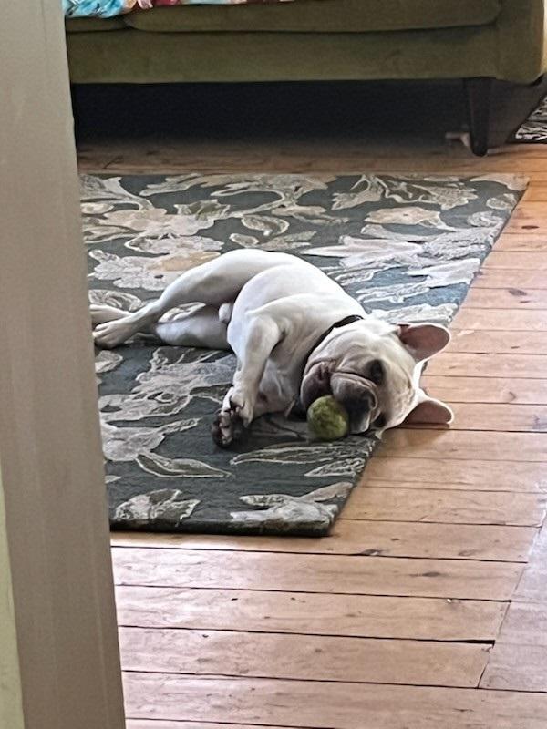 Murphey, adopted, Adult Male French Bulldog.