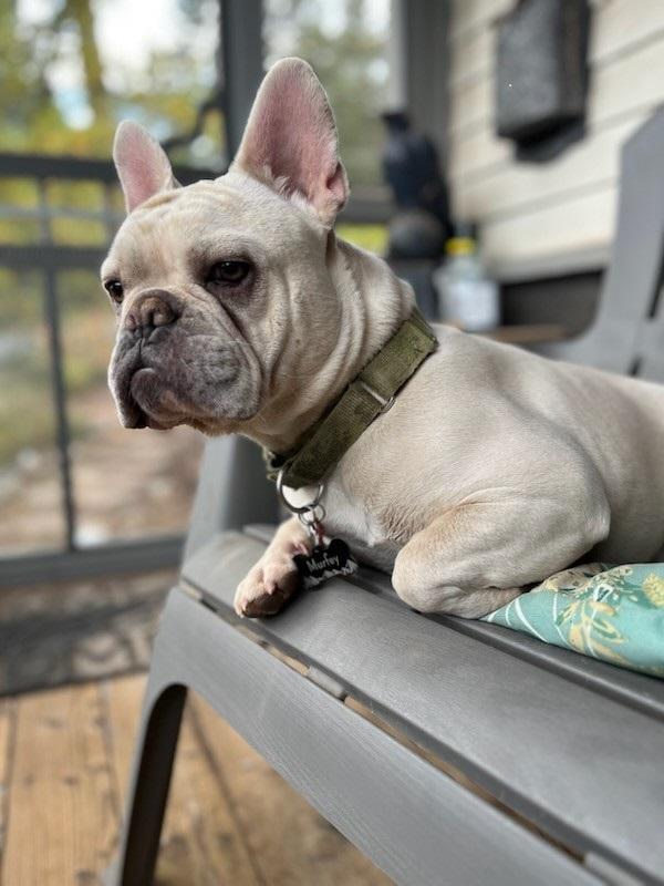 Enlarge Murphey, an adopted French Bulldog in Eaton, CO image 2/2