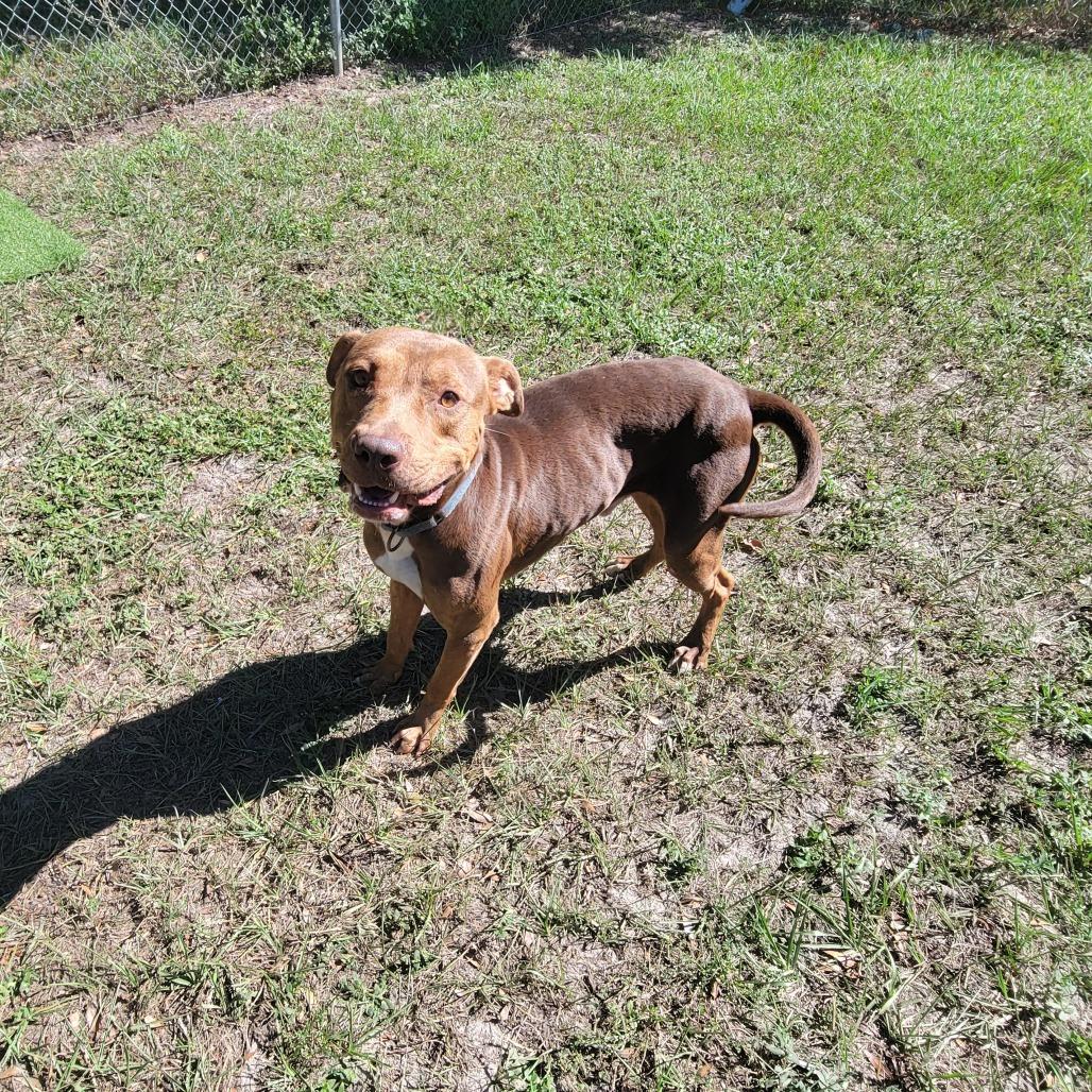 Clifford, Adoptable, Adult Male Pit Bull Terrier.