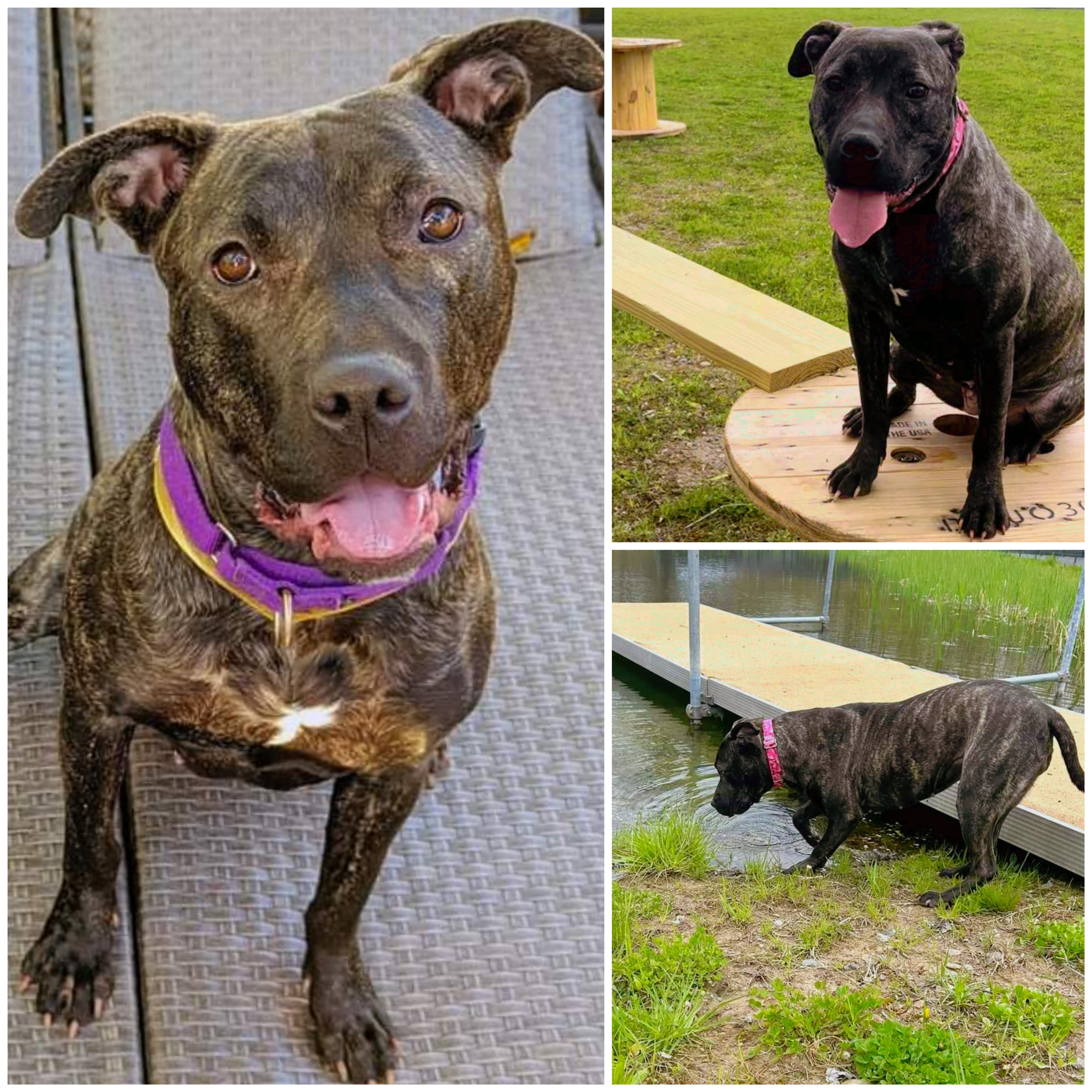 Wendy, Adoptable, Adult Female American Bulldog & American Staffordshire Terrier.