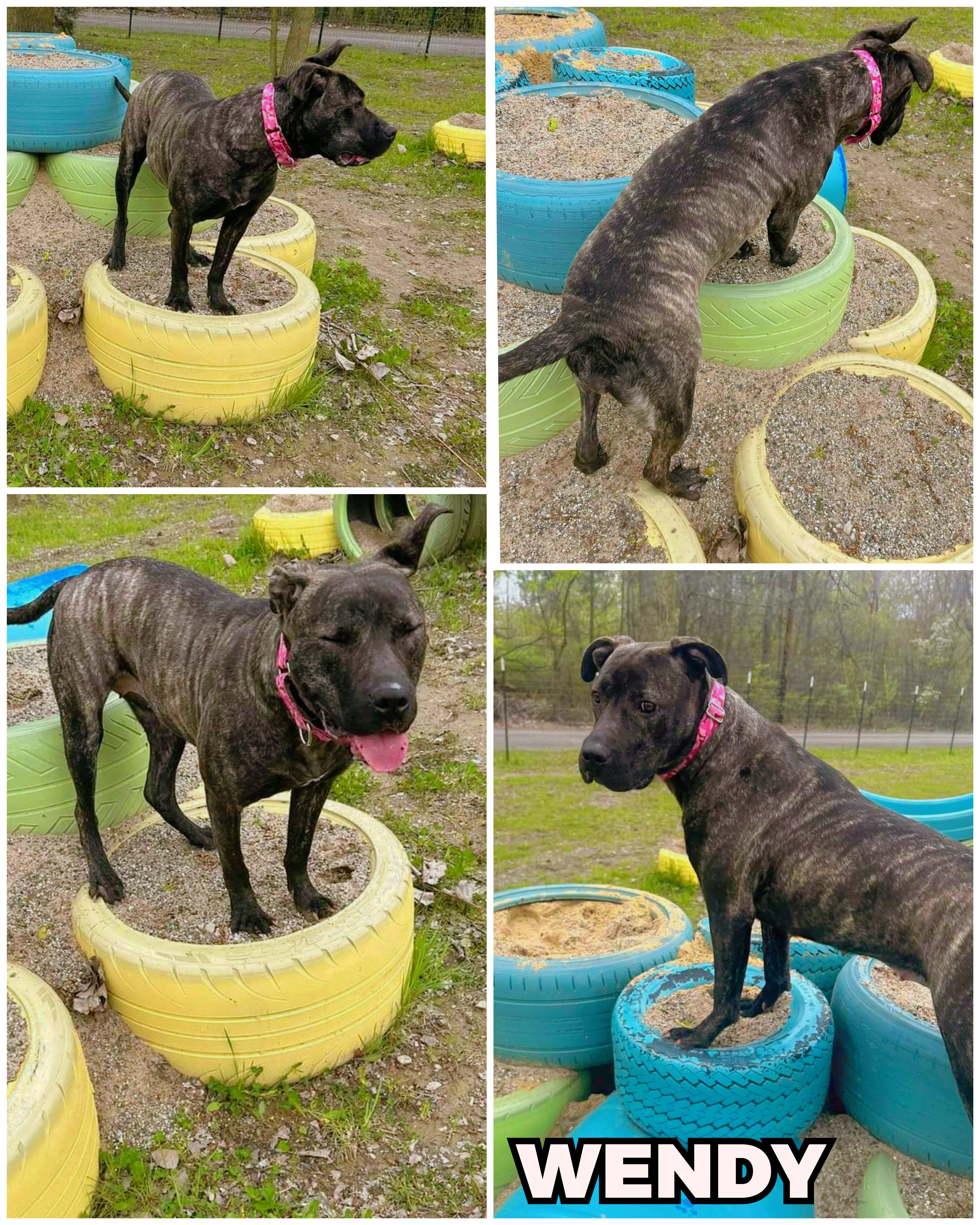 Wendy, a Adoptable mixed breed in Ferndale, MI image 3/6