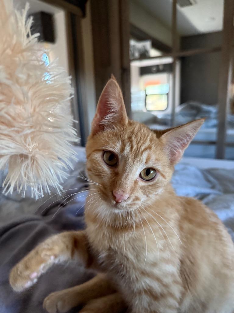 Enlarge Clementine, a Adoptable Domestic Short Hair in Meridian, ID image 2/5