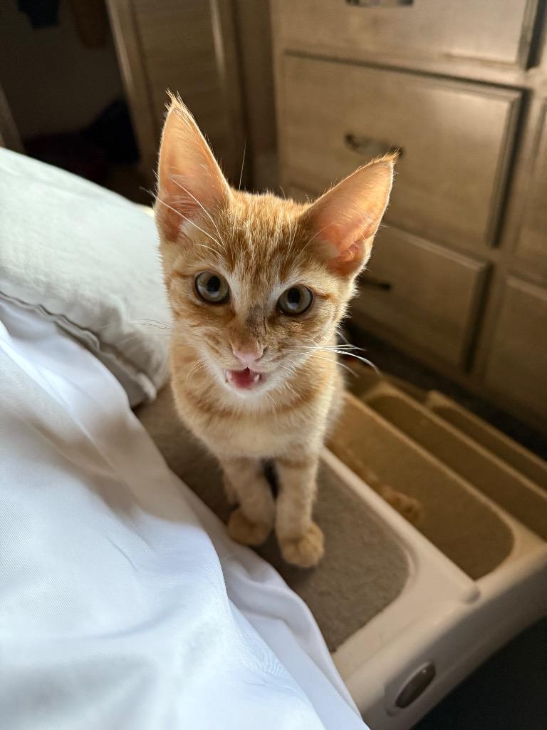 Enlarge Clementine, a Adoptable Domestic Short Hair in Meridian, ID image 3/5