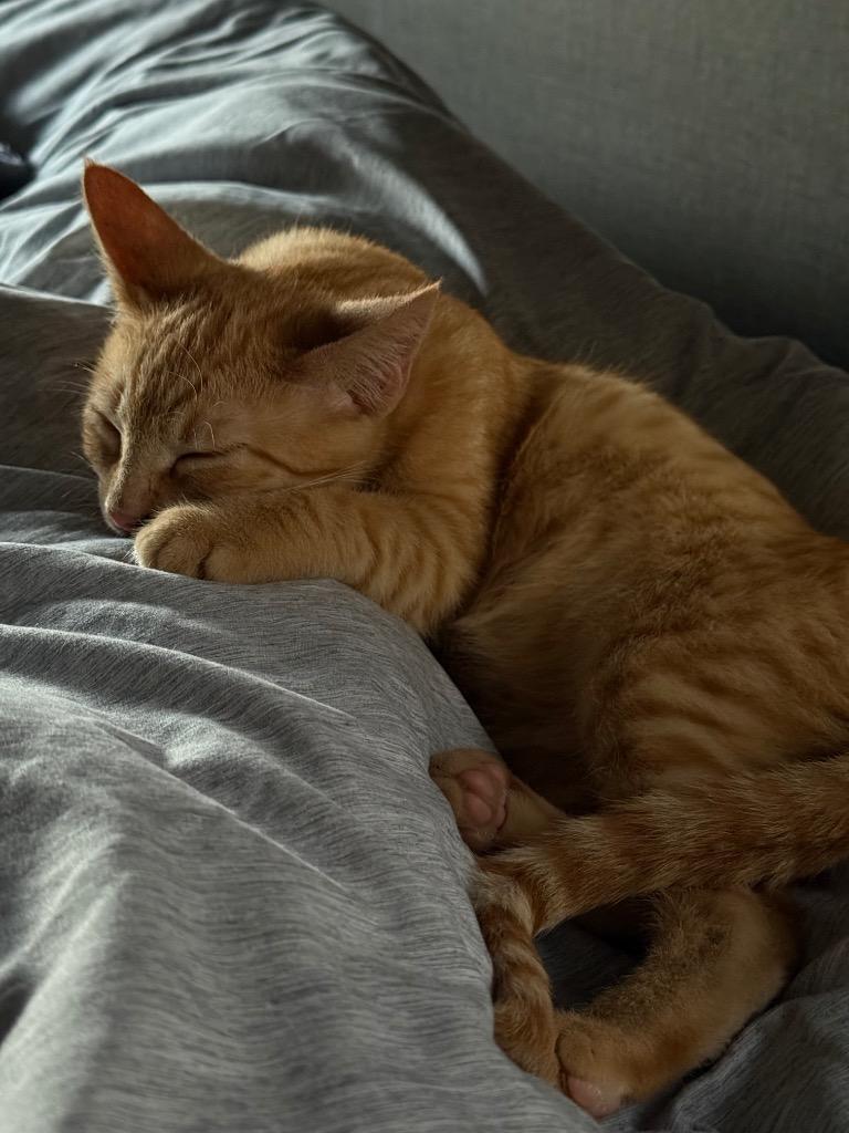 Enlarge Clementine, a Adoptable Domestic Short Hair in Meridian, ID image 4/5