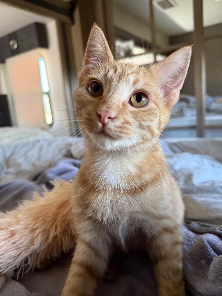 Enlarge Clementine, a Adoptable Domestic Short Hair in Meridian, ID image 5/5