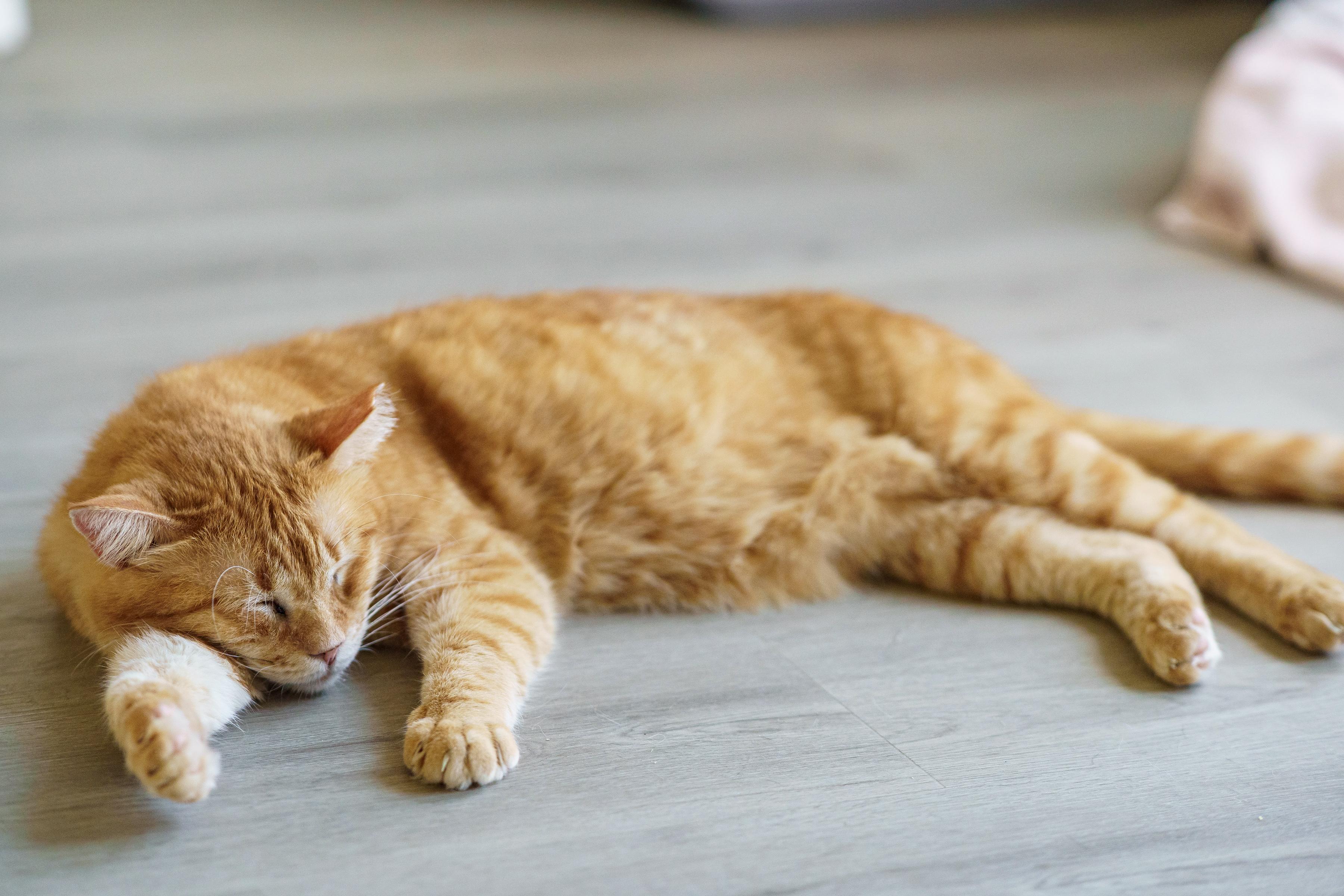 Lieutenant Dan, a Adoptable American Shorthair in LAMPASAS, TX image 2/3