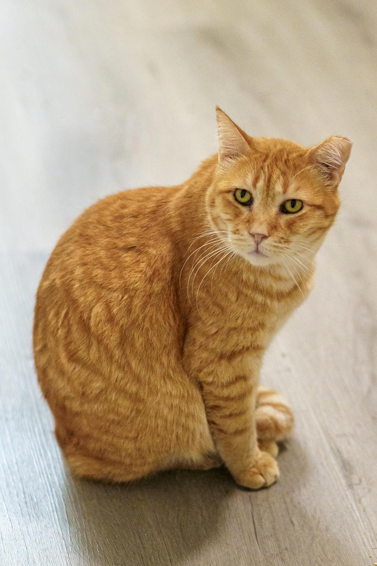 Lieutenant Dan, Adoptable, Adult Male American Shorthair.