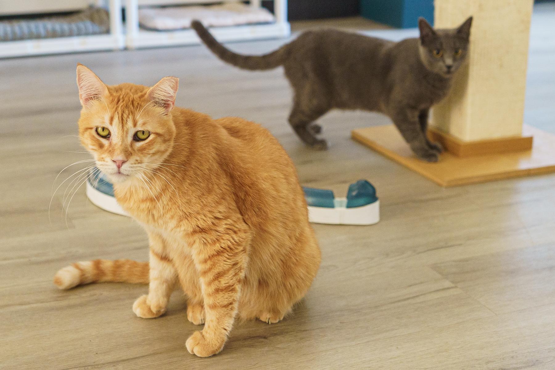 Lieutenant Dan, a Adoptable American Shorthair in LAMPASAS, TX image 3/3
