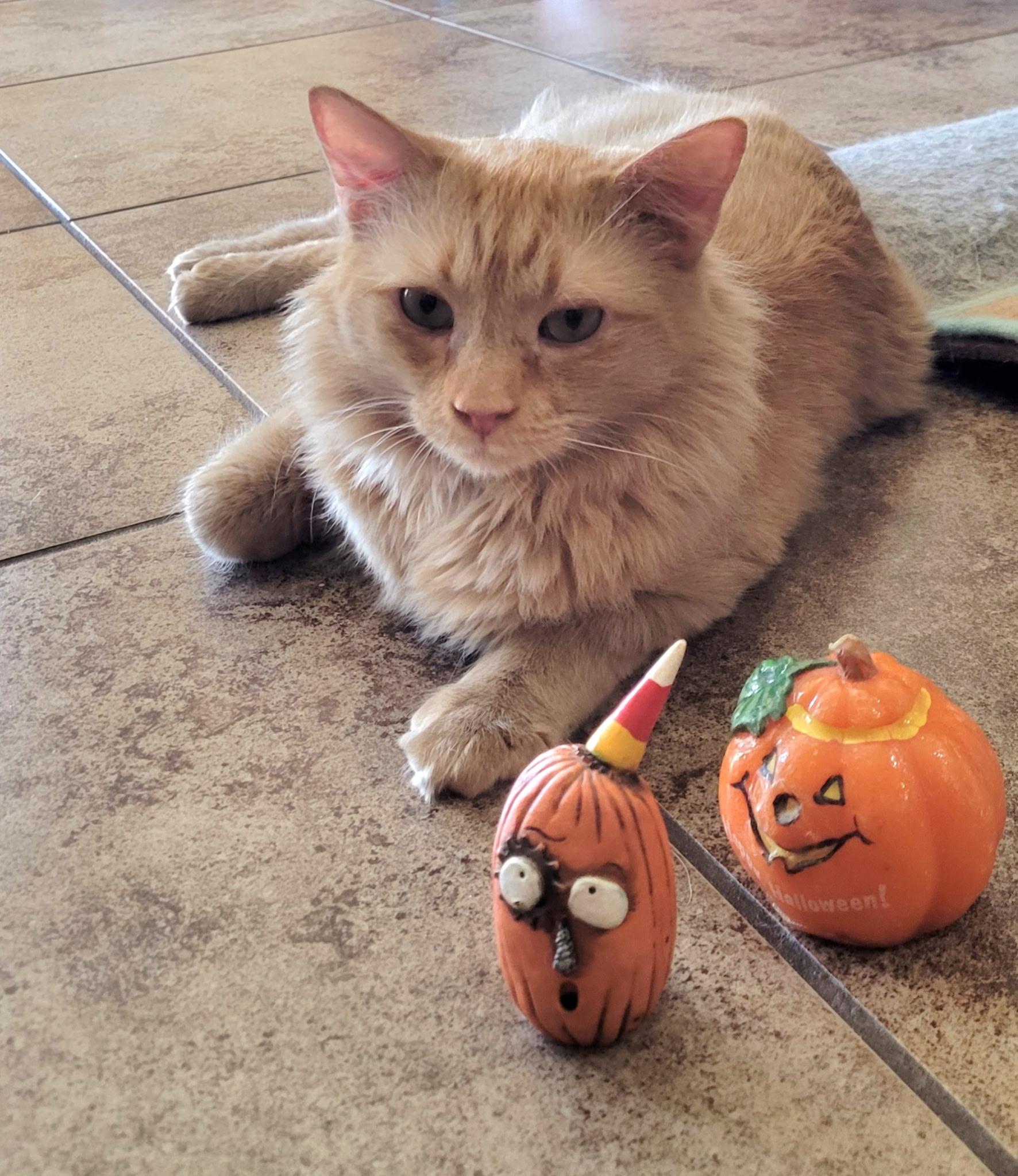 Jake, Adoptable, Young Male Domestic Medium Hair.