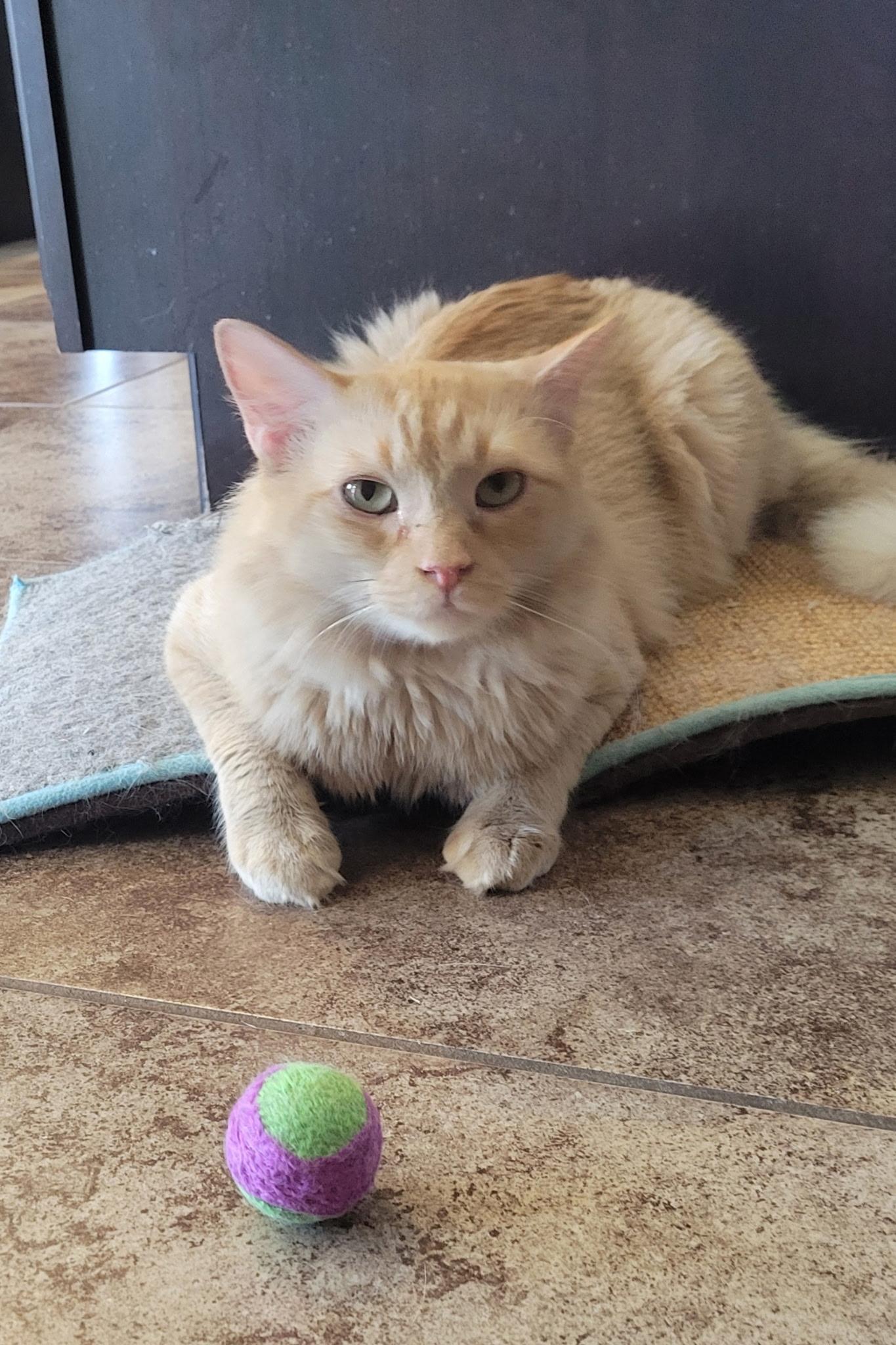 Jake, a Adoptable mixed breed in Youngtown, AZ image 2/4