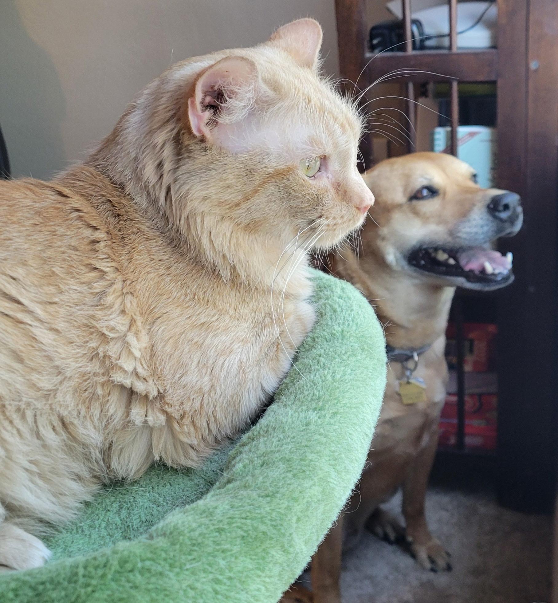 Jake, a Adoptable mixed breed in Youngtown, AZ image 3/4