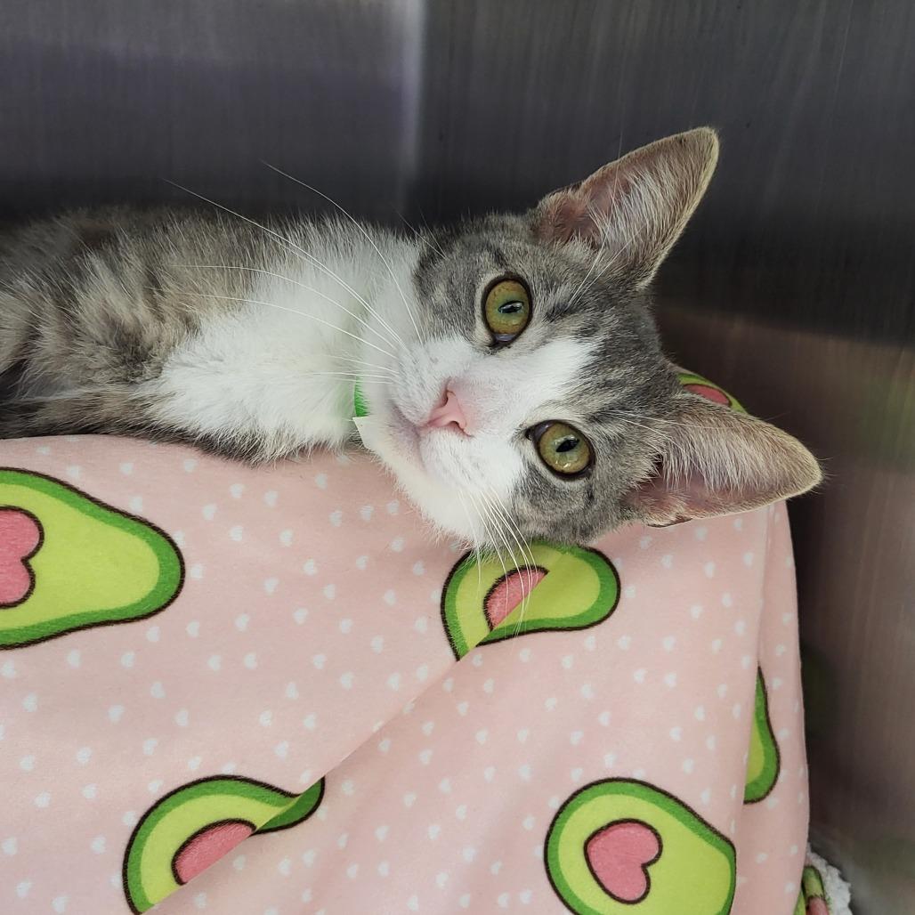 Concrete, Adoptable, Kitten Female Domestic Short Hair.