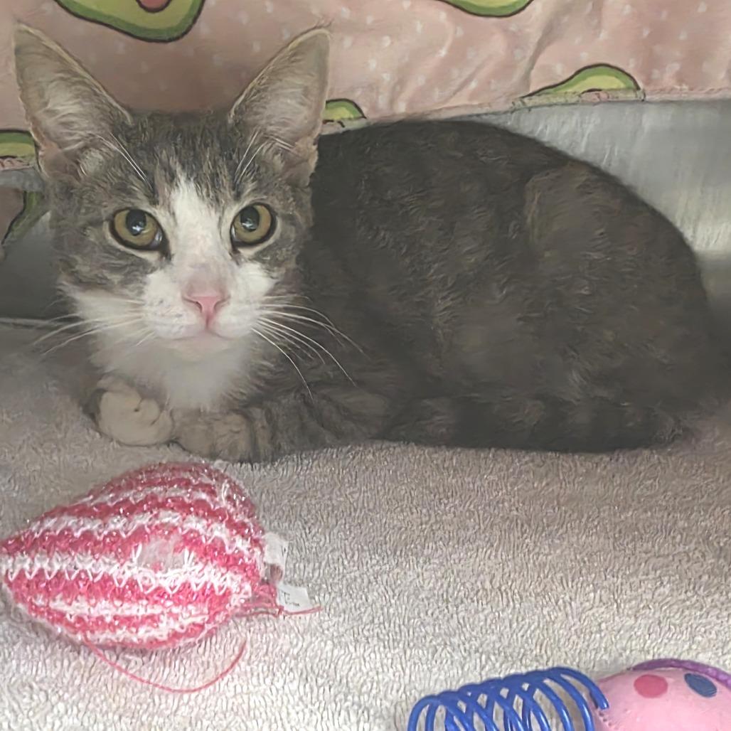 Concrete, a Adoptable Domestic Short Hair in Fort Wayne, IN image 2/3