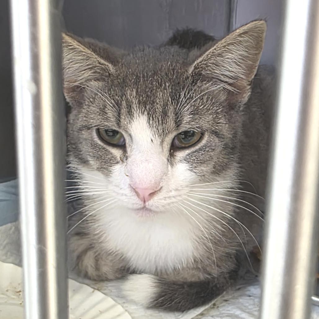 Concrete, a Adoptable Domestic Short Hair in Fort Wayne, IN image 3/3