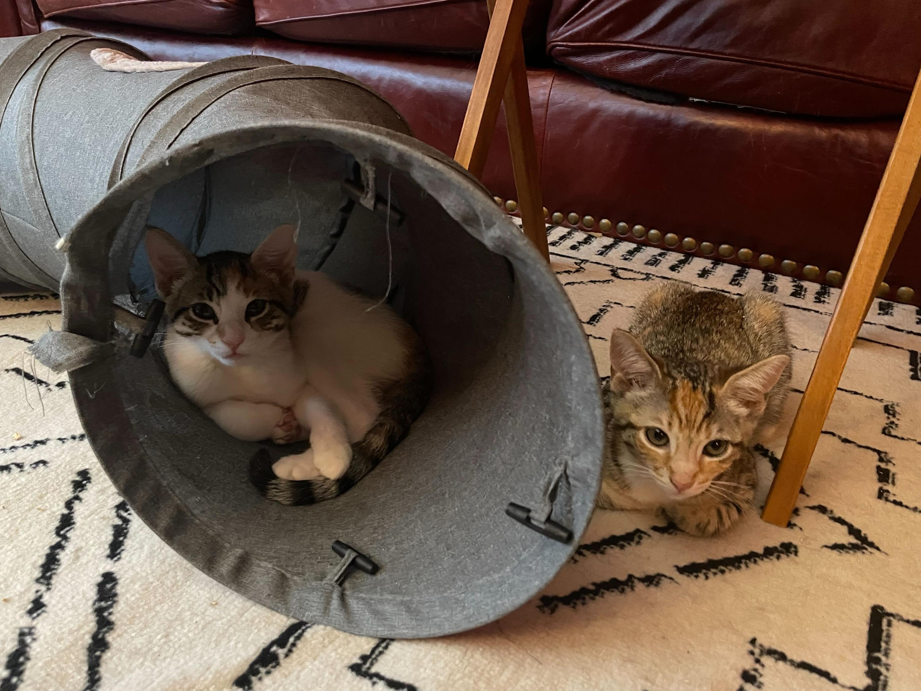 Astra and Rose, Baby Female unknown