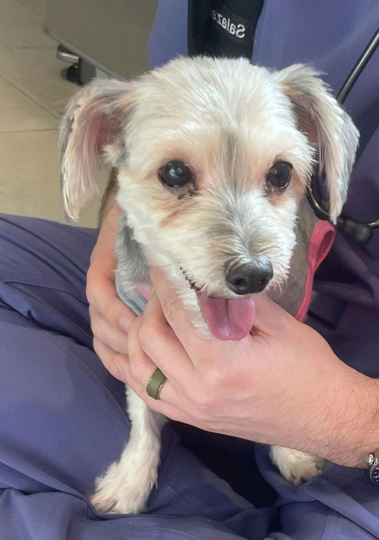 Enlarge Rex & Bear- BONDED PAIR, a Adopted mixed breed in Chester, NJ image 2/3