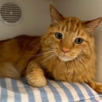 Springsteen, adopted, Adult Male Domestic Medium Hair.
