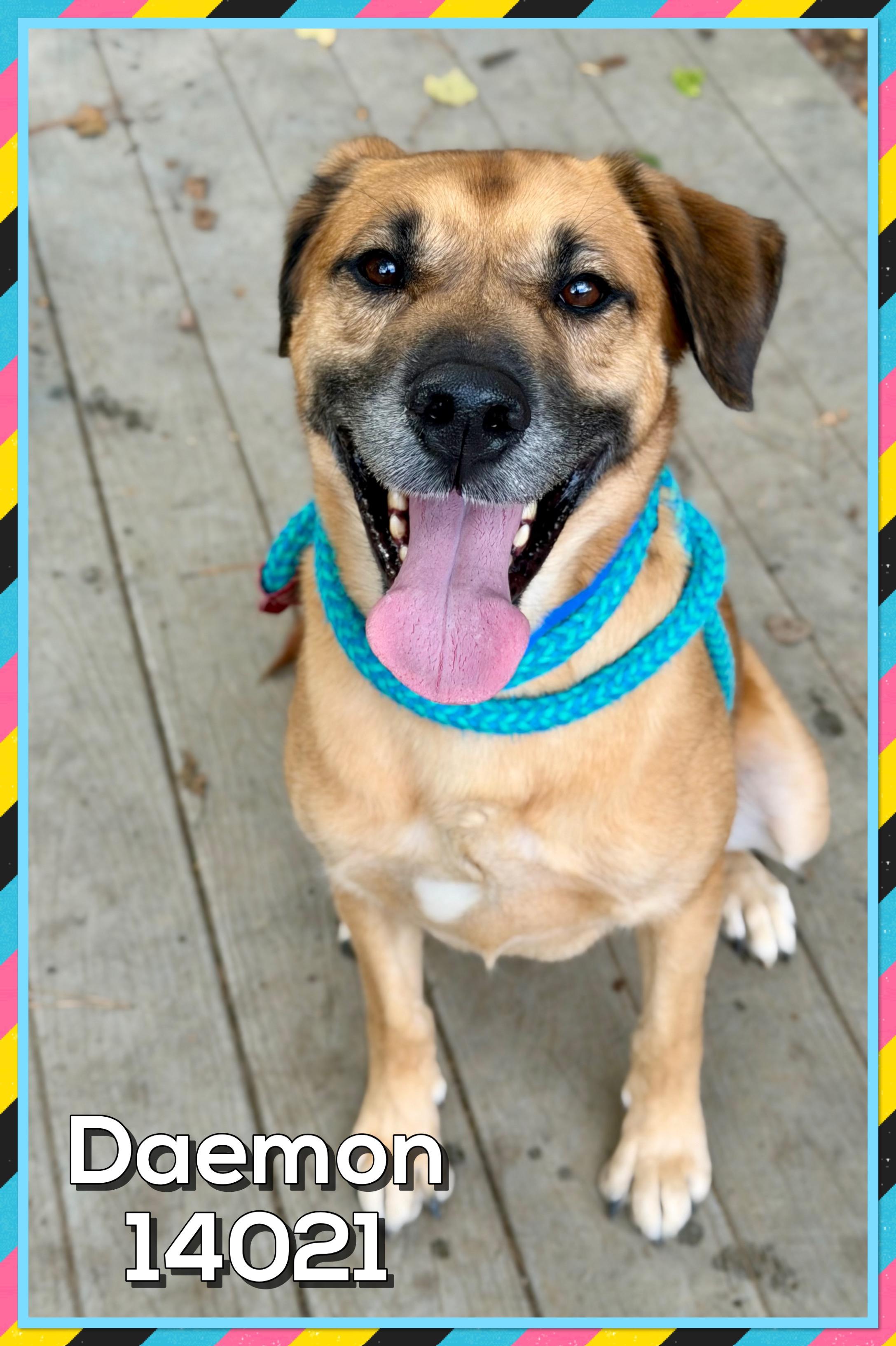 DAEMON, a Adoptable mixed breed in Marietta, GA image 5/6