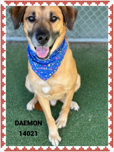DAEMON, a Adoptable mixed breed in Marietta, GA image 6/6