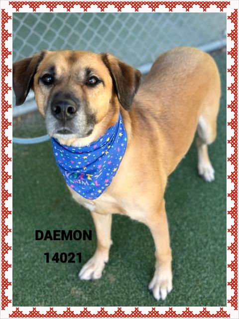 DAEMON, a Adoptable mixed breed in Marietta, GA image 4/6