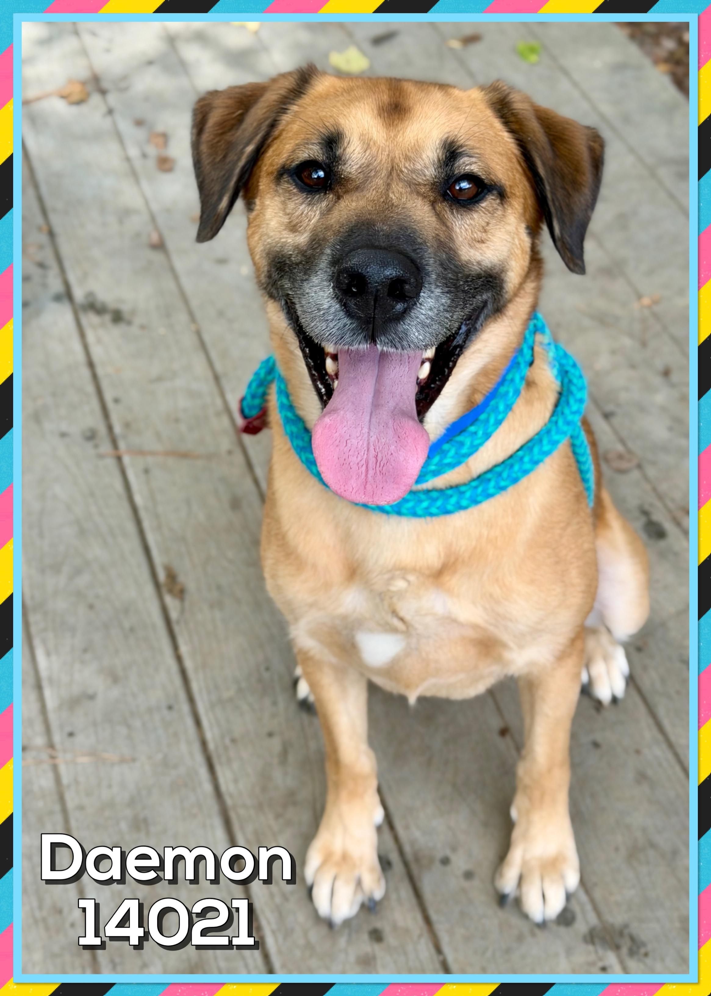 DAEMON, a Adoptable mixed breed in Marietta, GA image 1/6