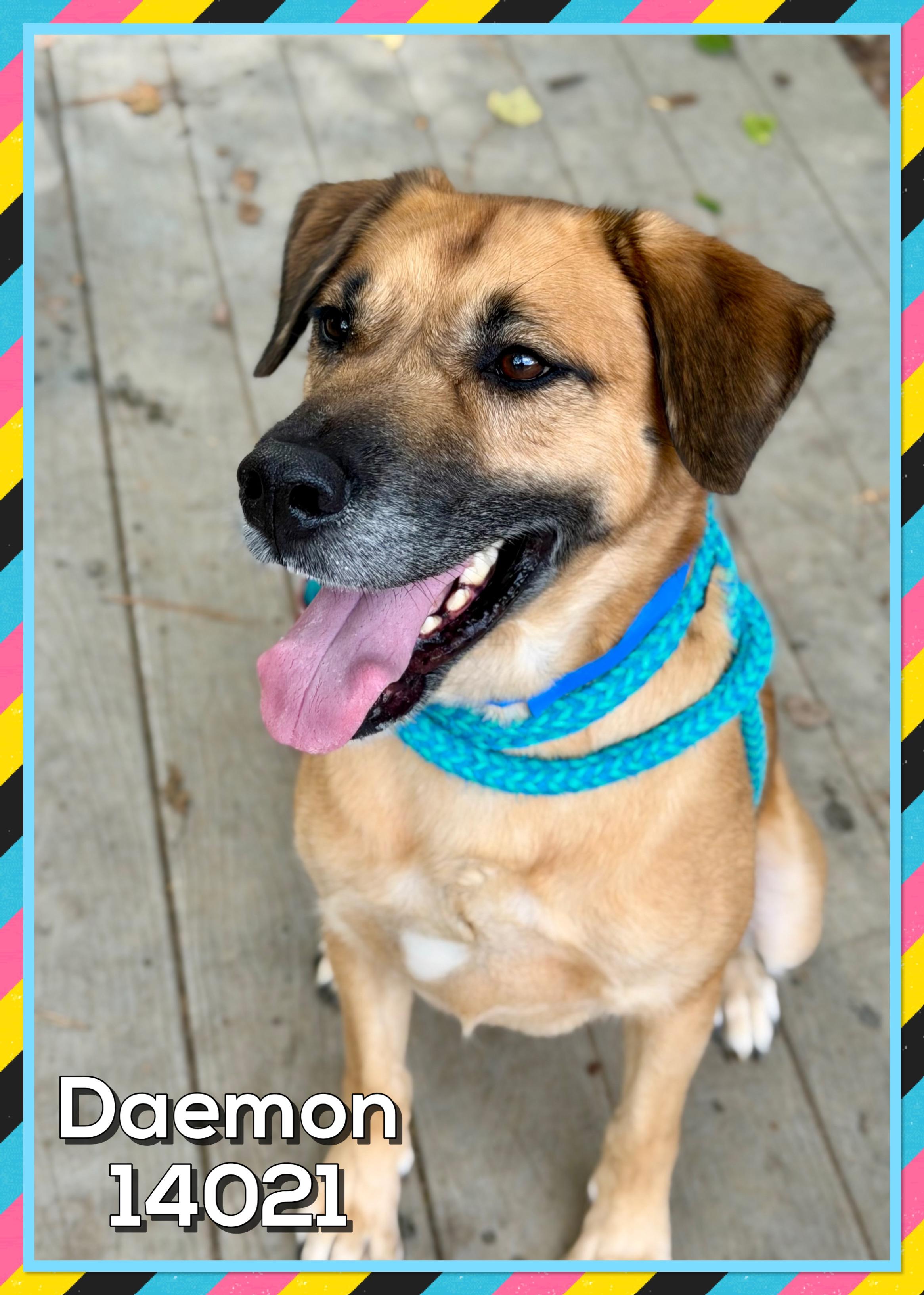 DAEMON, a Adoptable mixed breed in Marietta, GA image 3/6