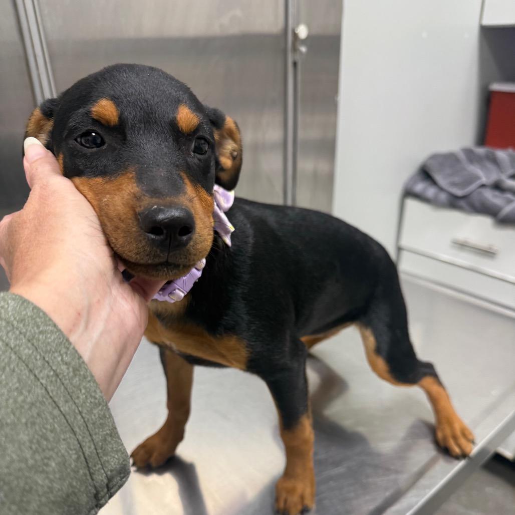 Enlarge Kloe, a Adoptable mixed breed in Normal, IL image 1/3