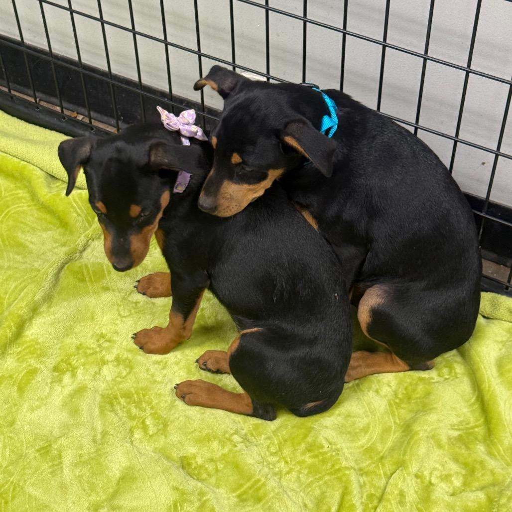 Enlarge Kloe, a Adoptable mixed breed in Normal, IL image 2/3