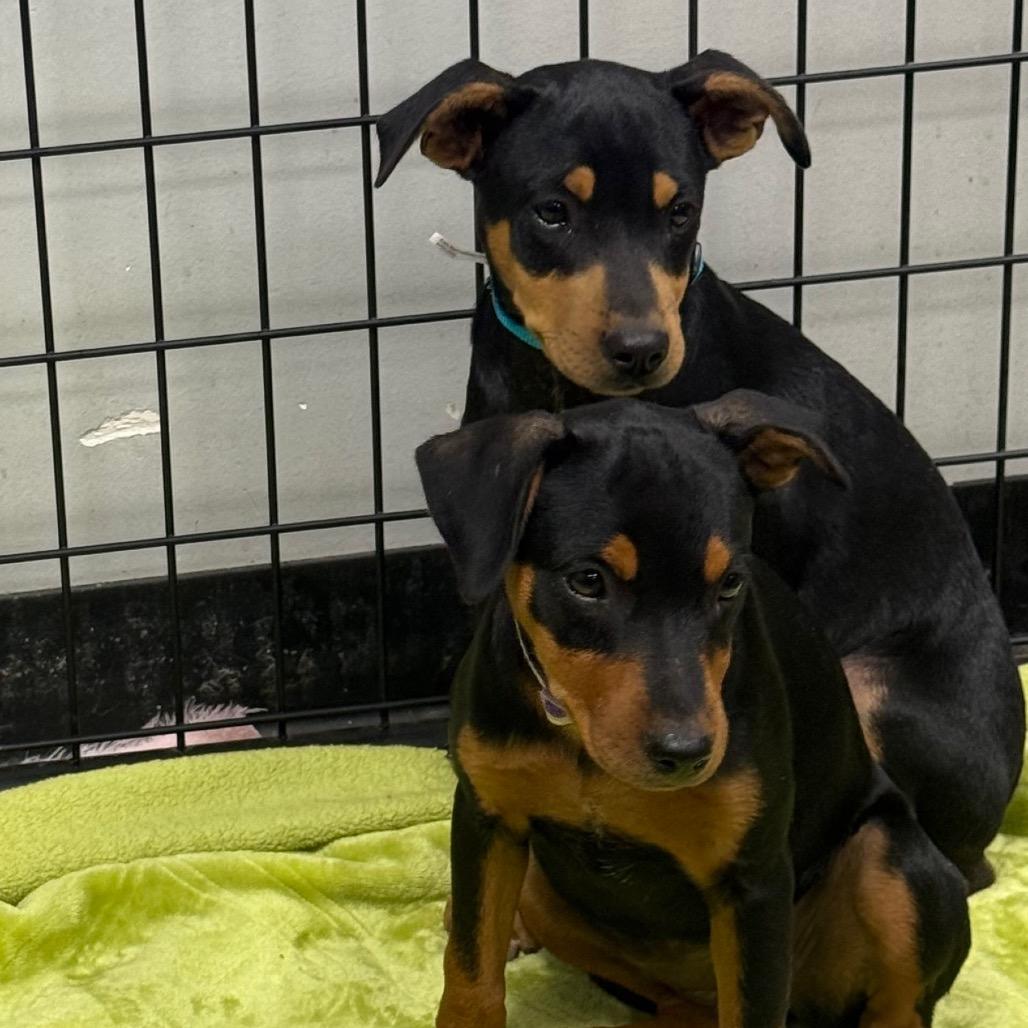 Enlarge Kloe, a Adoptable mixed breed in Normal, IL image 3/3