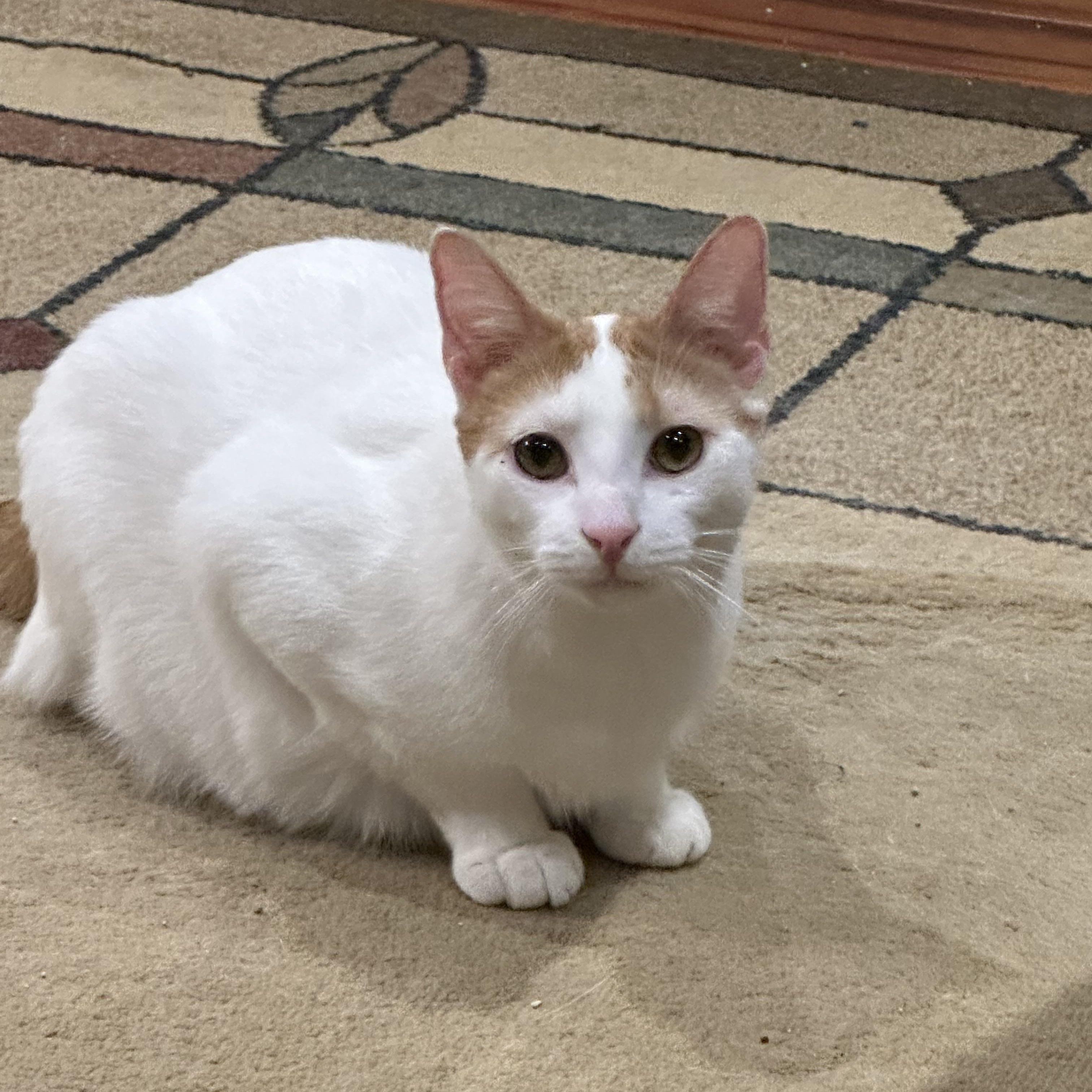 Enlarge Jack & Colette, a Adoptable Domestic Short Hair in Beltsville, MD image 6/6