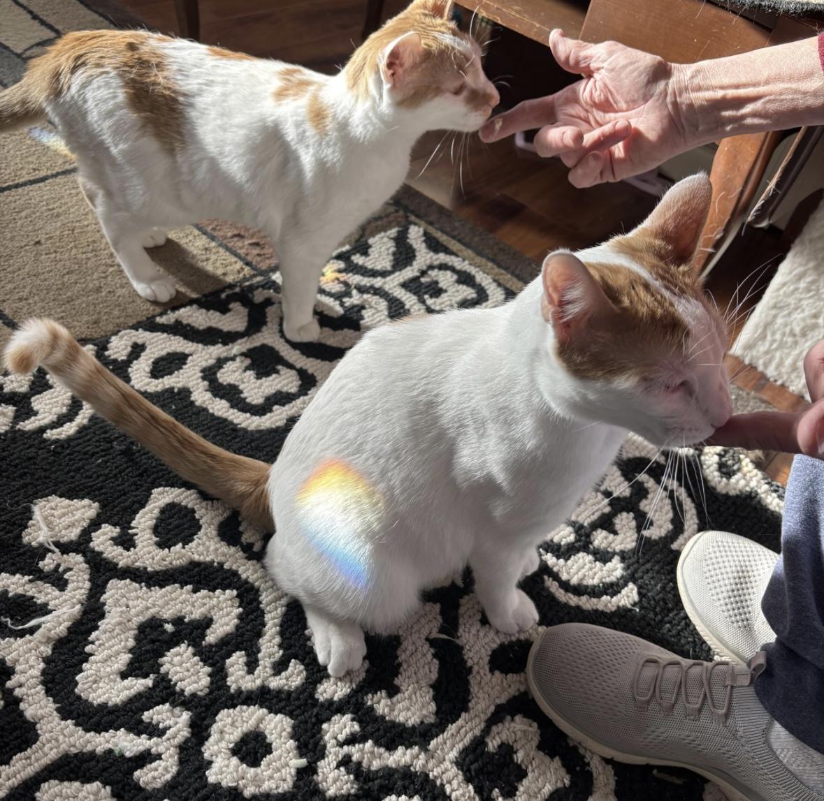 Enlarge Jack & Colette, a Adoptable Domestic Short Hair in Beltsville, MD image 5/6