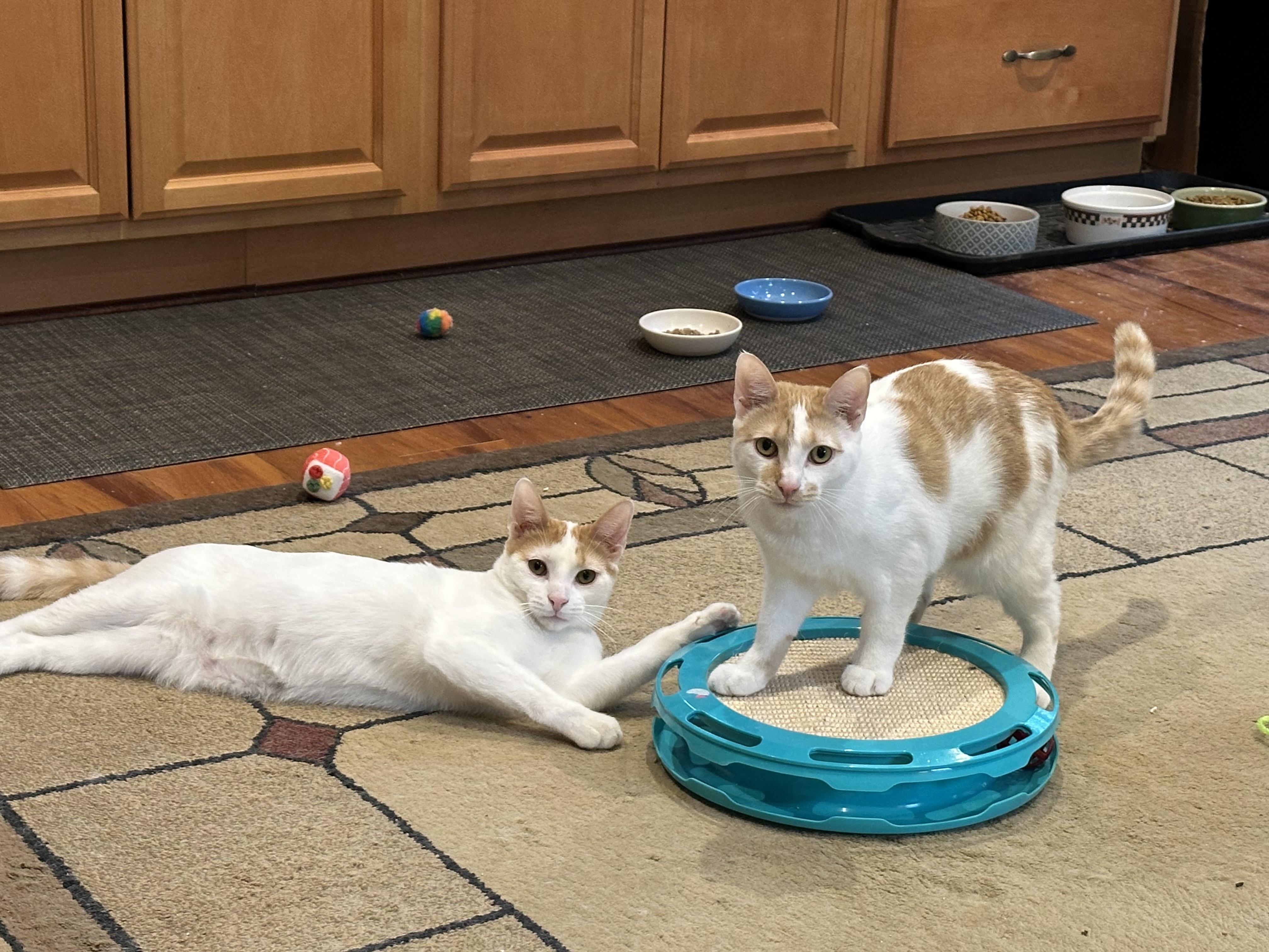 Enlarge Jack & Colette, a Adoptable Domestic Short Hair in Beltsville, MD image 4/6