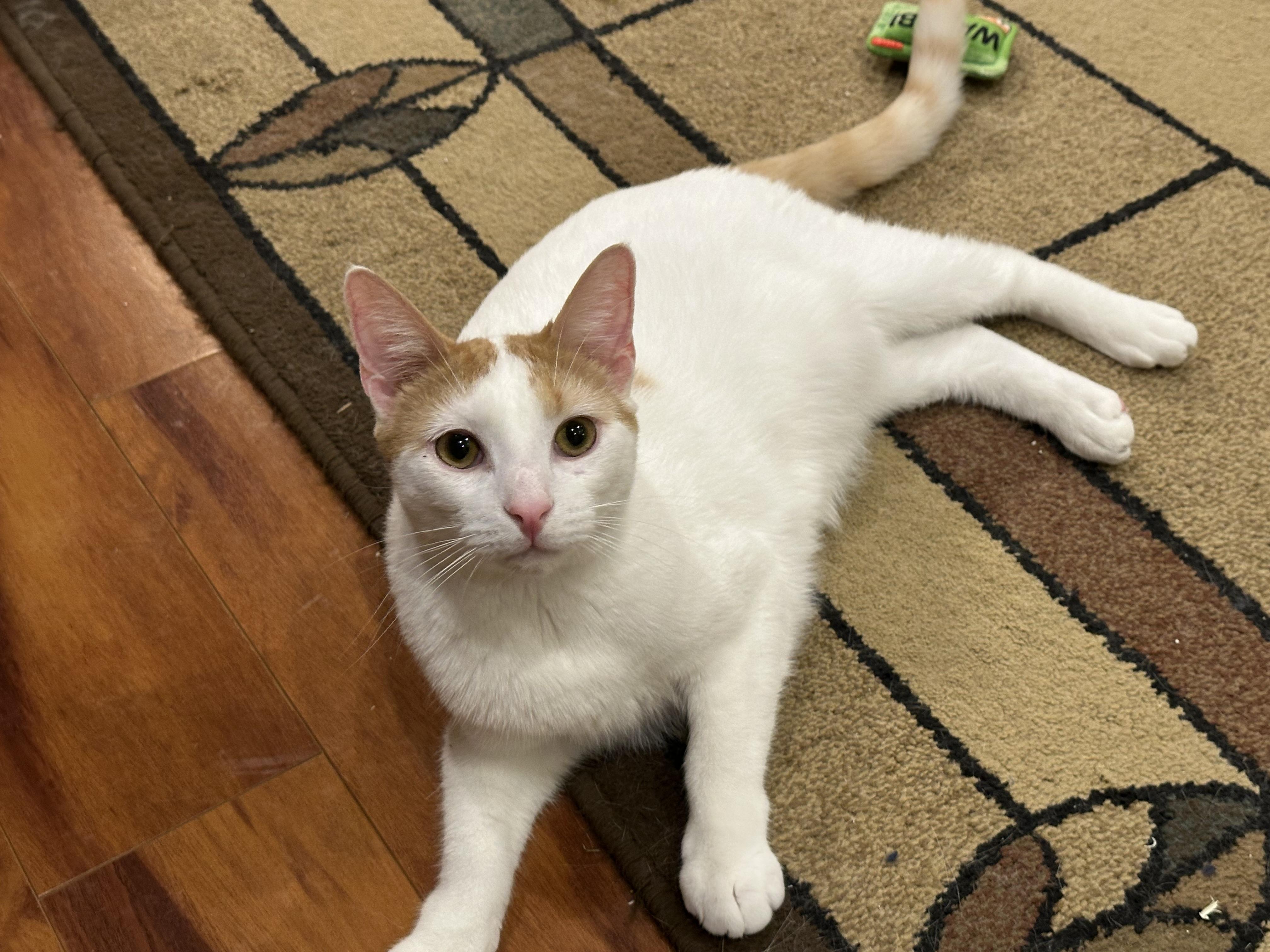 Enlarge Jack & Colette, a Adoptable Domestic Short Hair in Beltsville, MD image 2/6