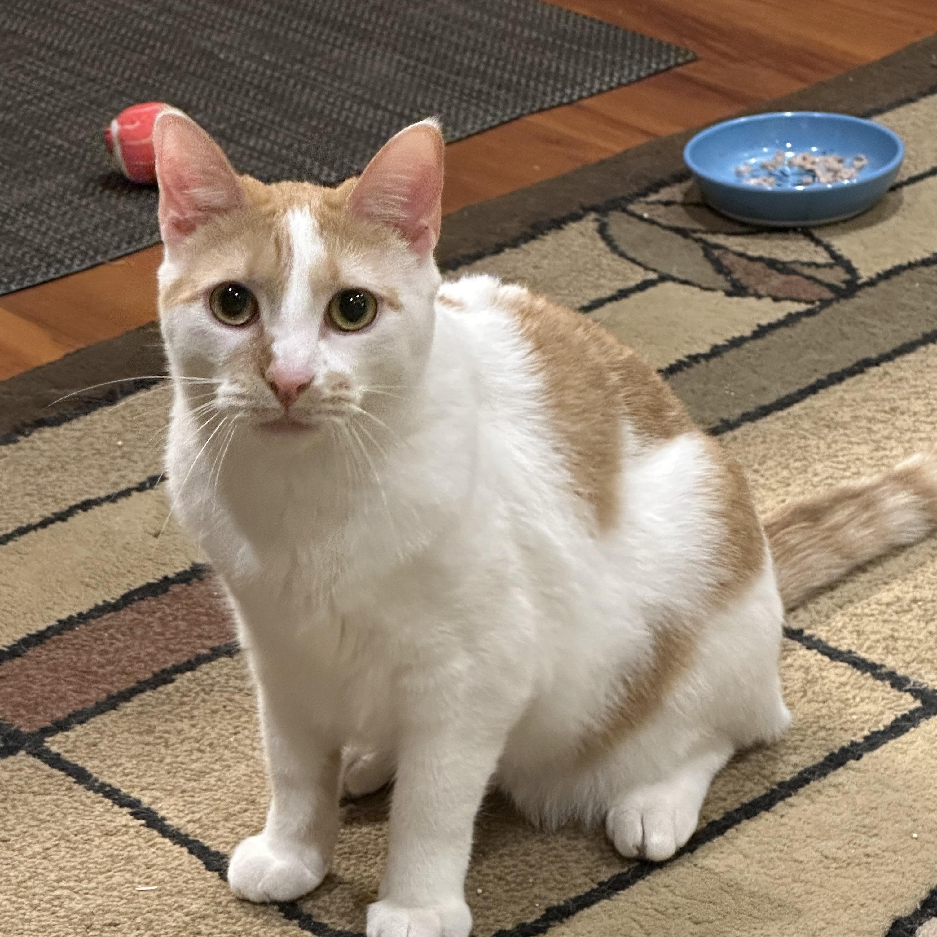 Enlarge Jack & Colette, a Adoptable Domestic Short Hair in Beltsville, MD image 3/6