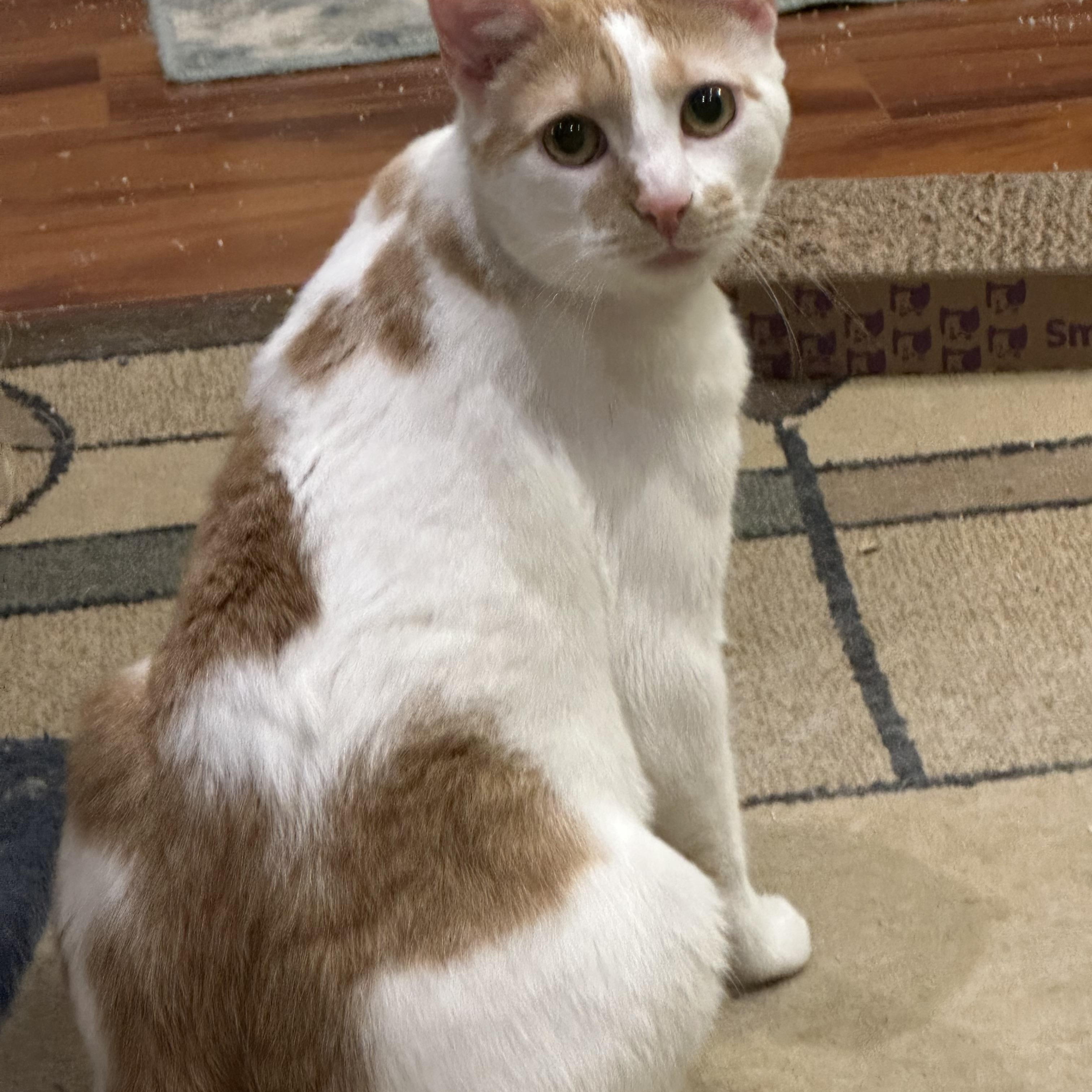 Enlarge Jack & Colette, a Adoptable Domestic Short Hair in Beltsville, MD image 1/6