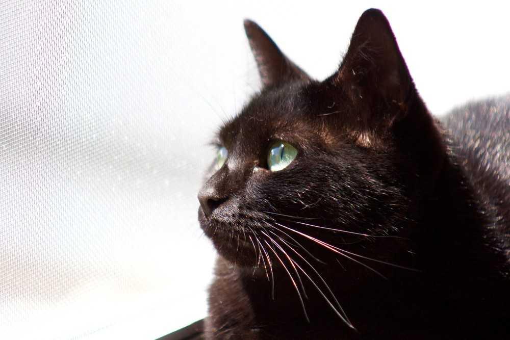 Carrie, Adopted, Adult Male Domestic Short Hair & Abyssinian.