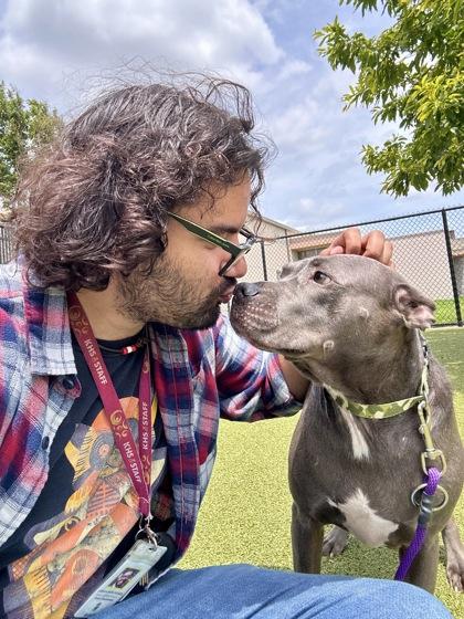 Luna, Adoptable, Adult Female Mixed Breed & Mixed Breed.