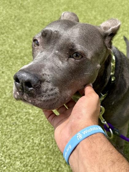 Luna, a Adoptable mixed breed in Wichita, KS image 2/3