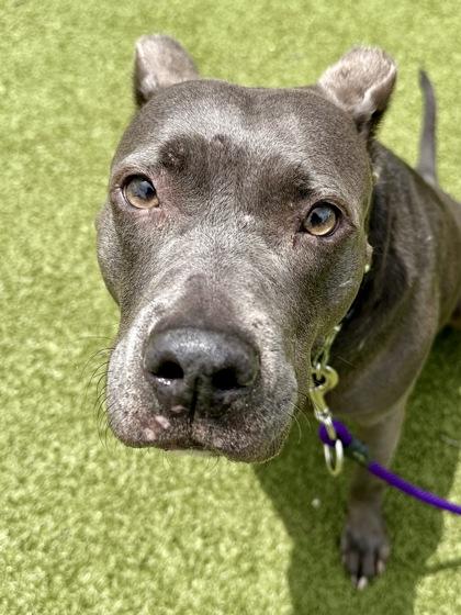 Luna, a Adoptable mixed breed in Wichita, KS image 3/3