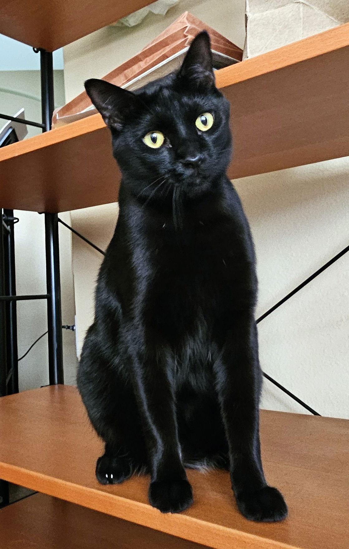 Echo, Adoptable, Young Male Domestic Short Hair & Bombay.