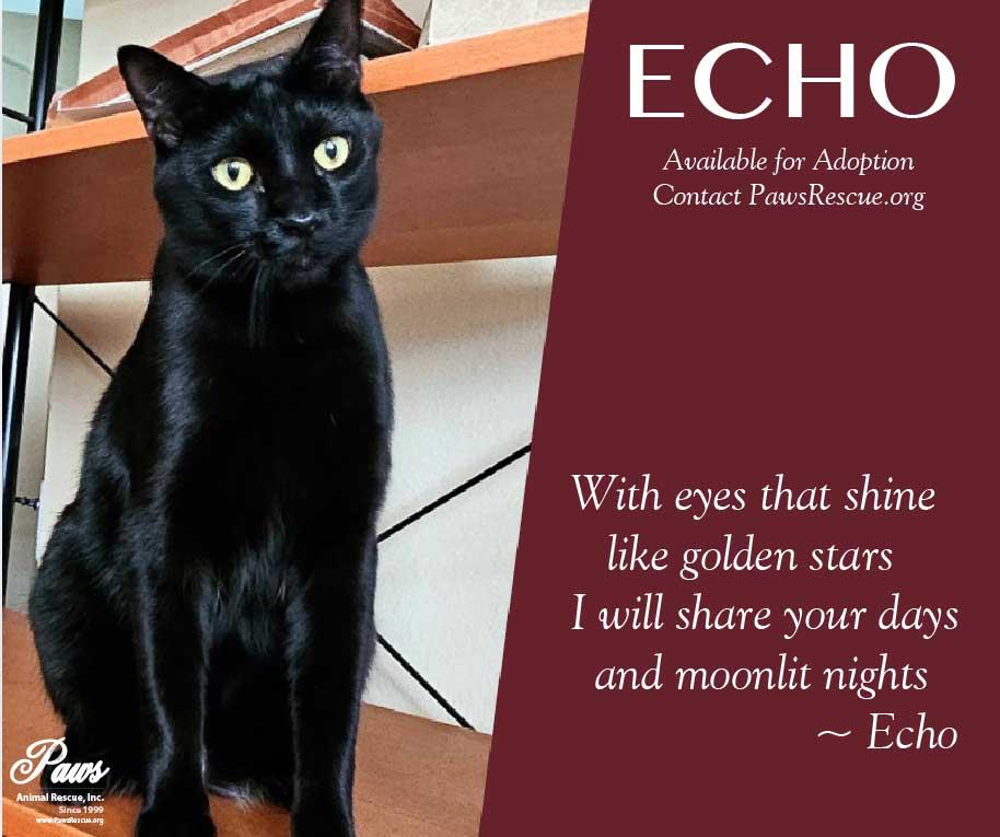 Echo, Adoptable, Young Male Domestic Short Hair & Bombay.