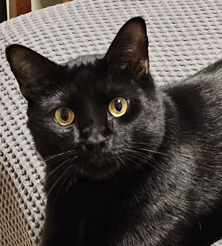 Enlarge Echo, a Adoptable mixed breed in Alvin, TX image 3/3