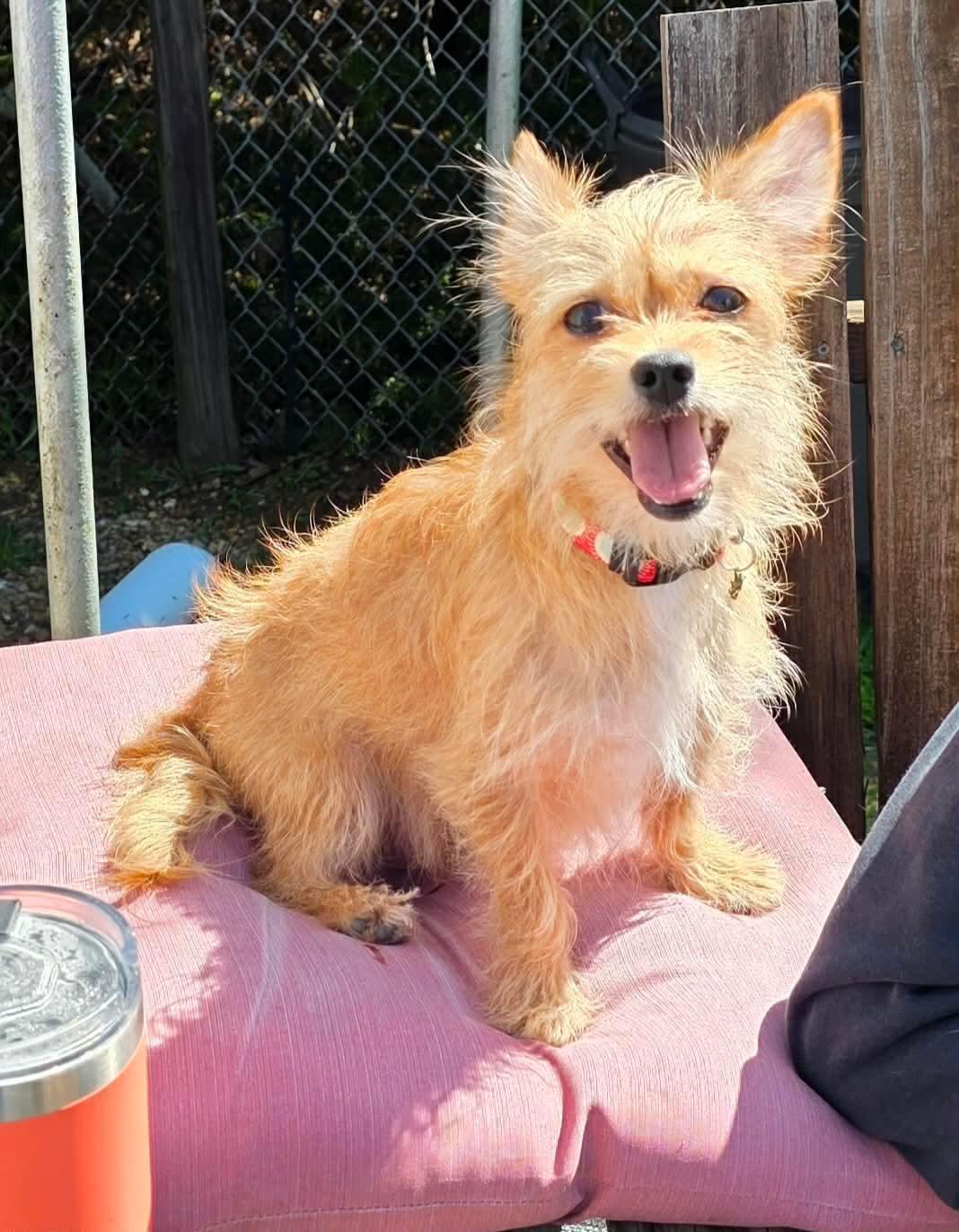 Enlarge Gus, a ADOPTABLE Wirehaired Terrier in Byron, IL image 5/5