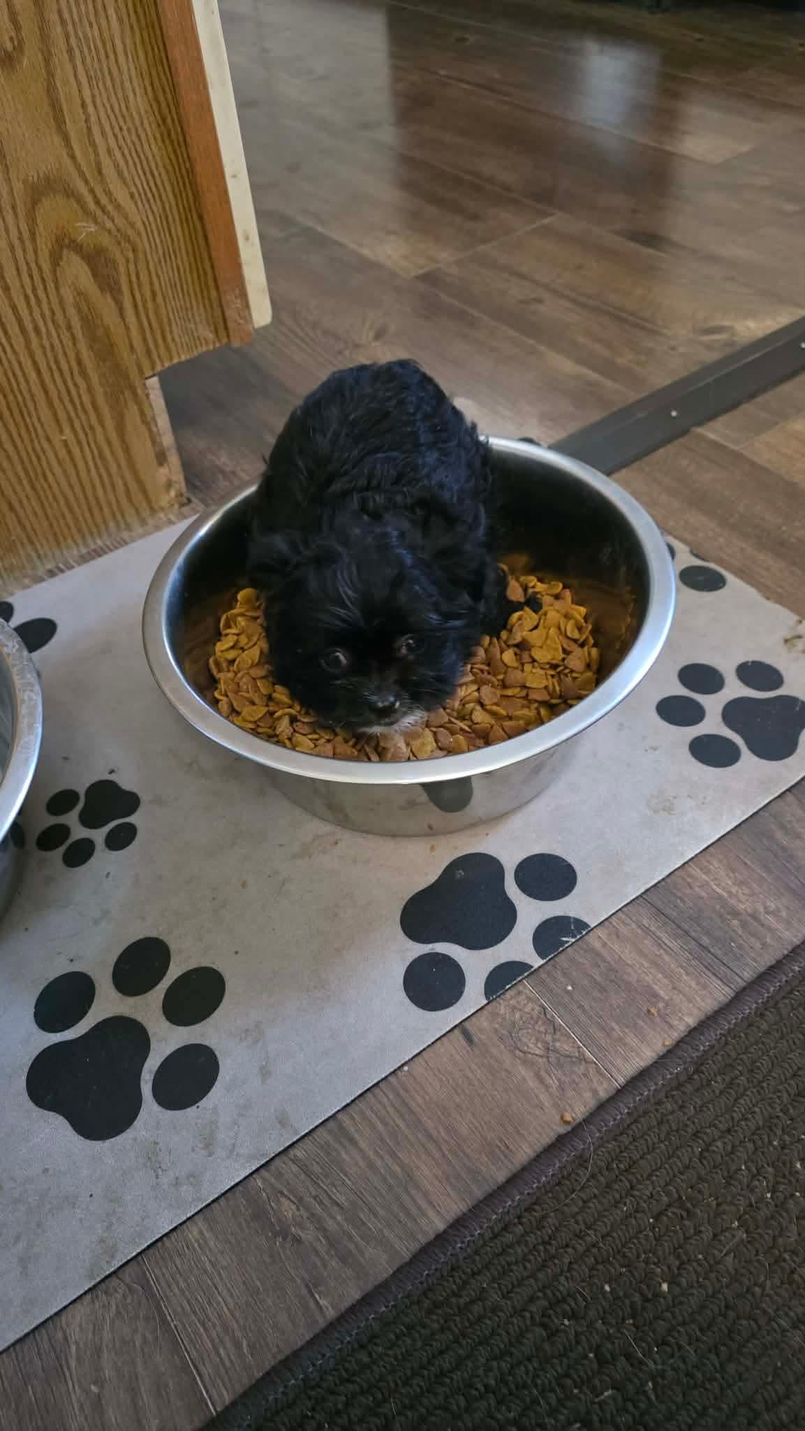Enlarge Gus, a ADOPTABLE Wirehaired Terrier in Byron, IL image 1/5