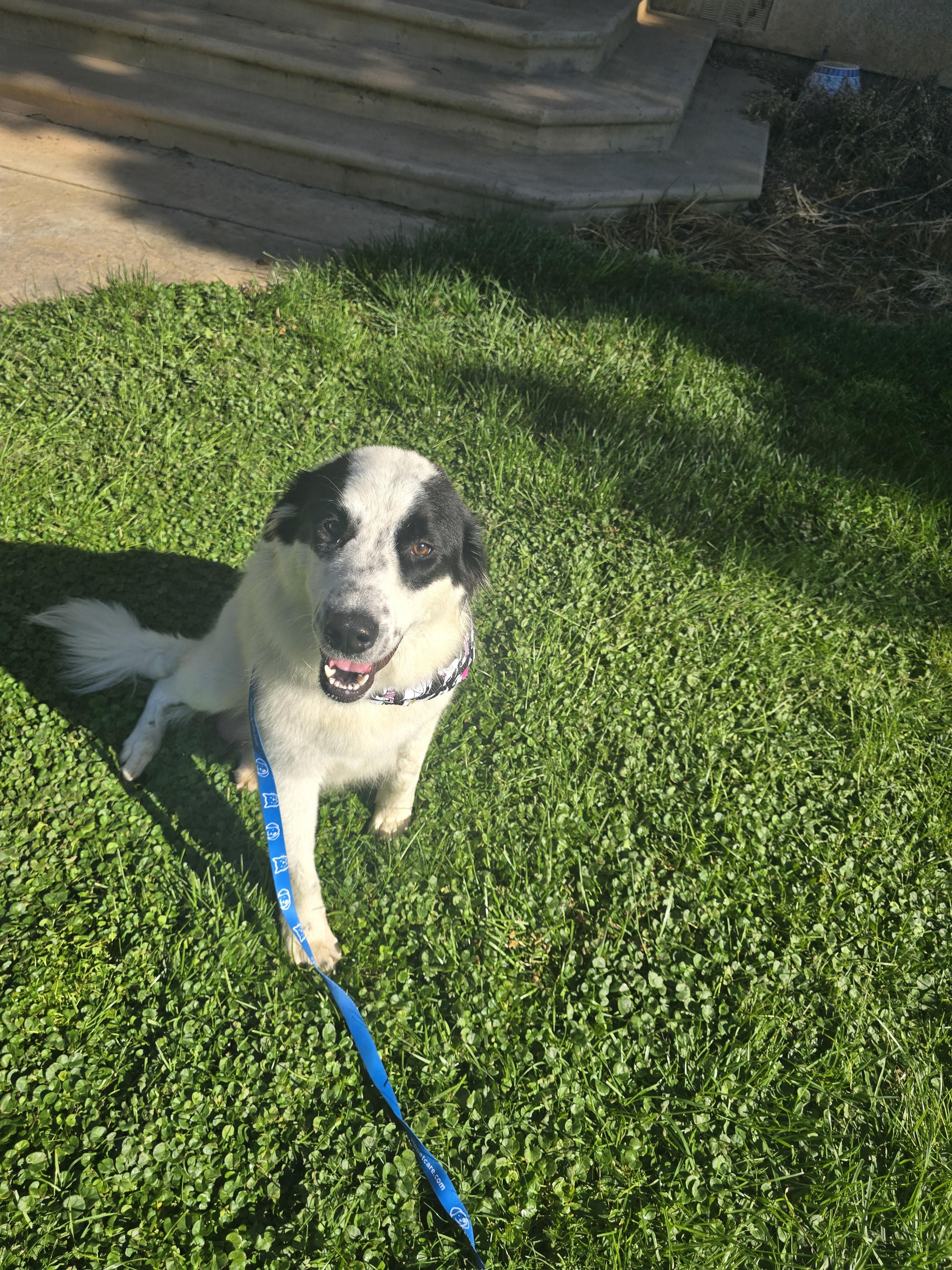 Clarabelle, Adopted, Adult Female Great Pyrenees & Border Collie.
