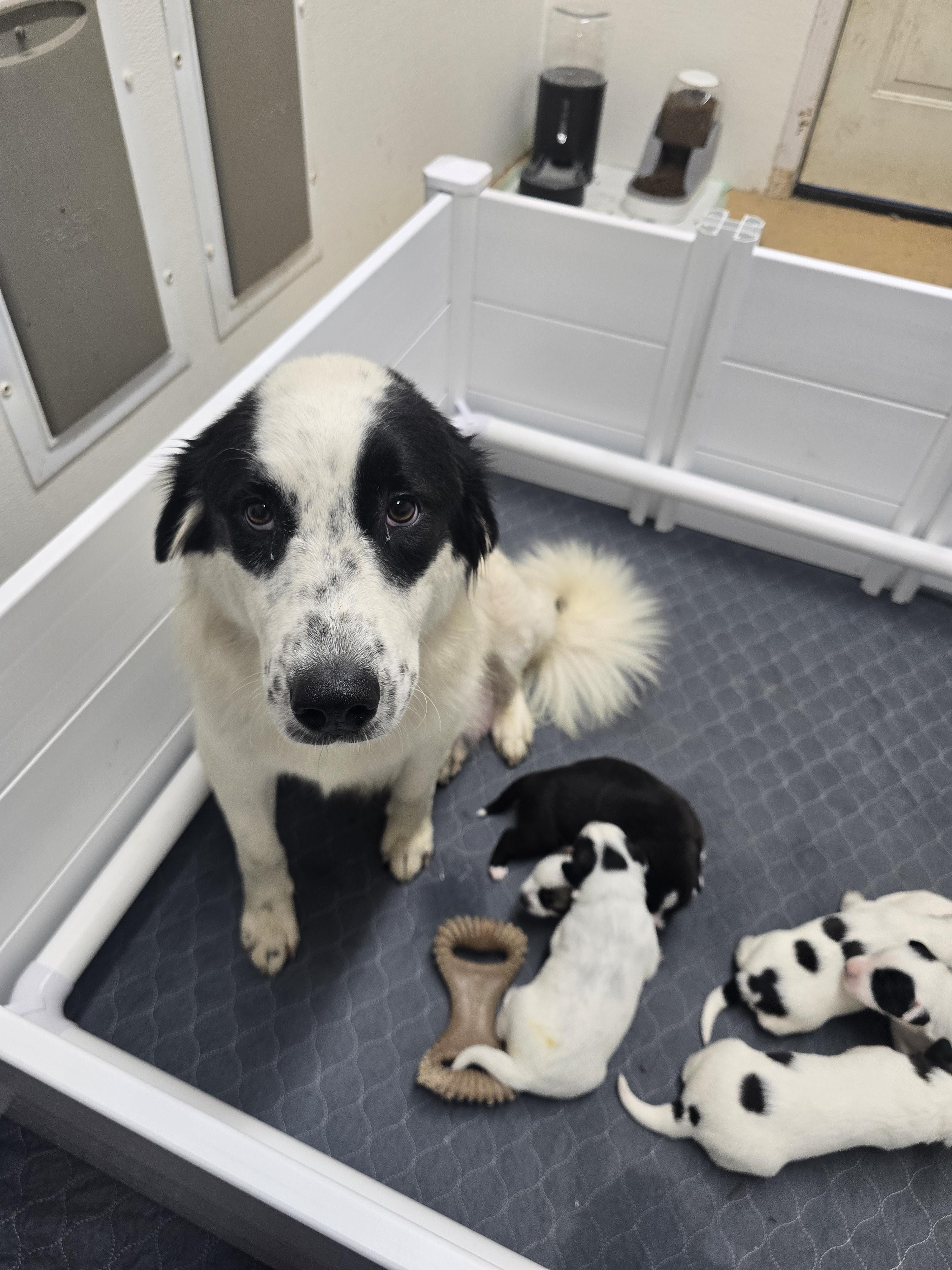 Enlarge Clarabelle, a Adopted mixed breed in Discovery Bay, CA image 2/4