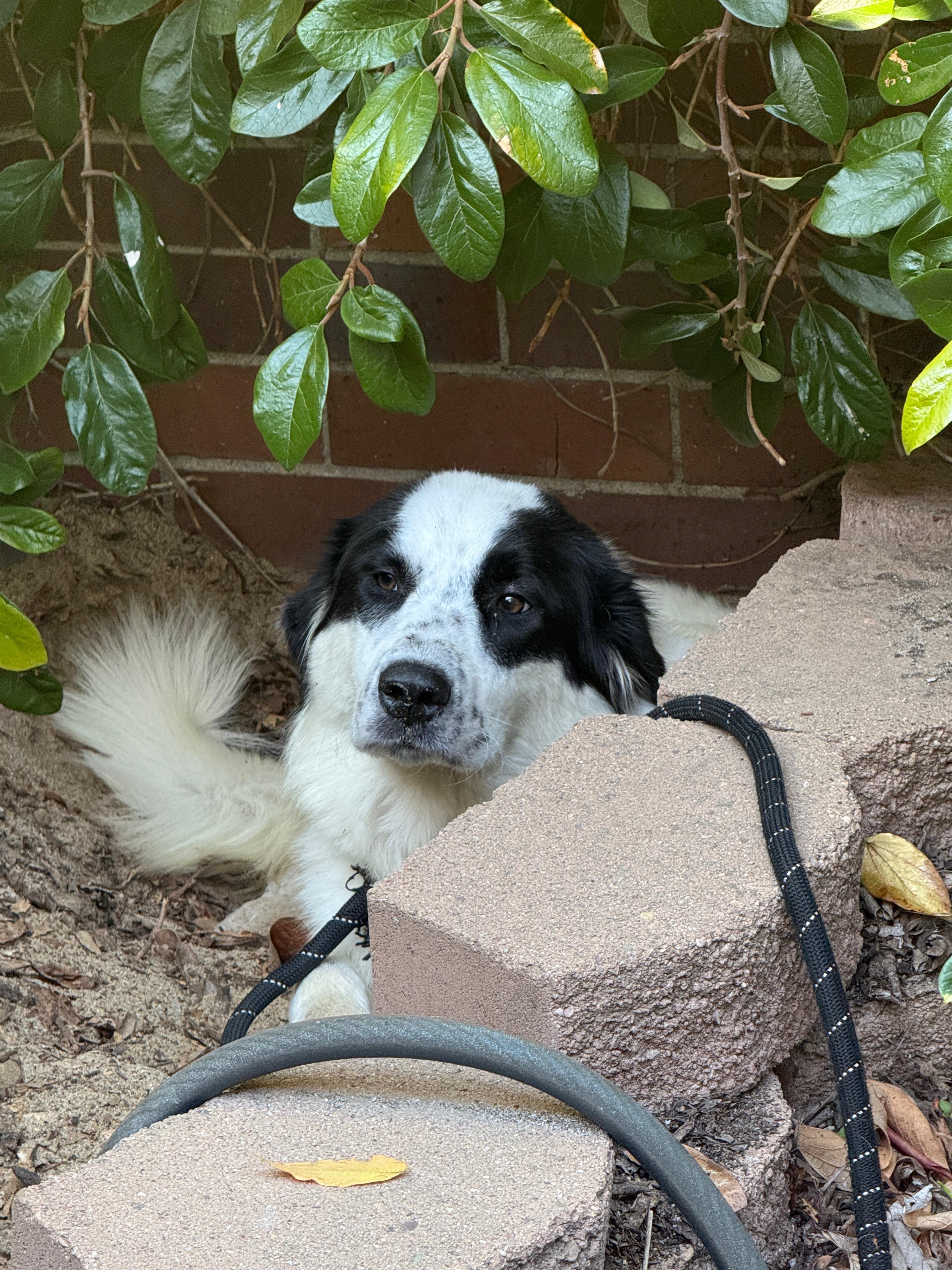 Enlarge Clarabelle, a Adopted mixed breed in Discovery Bay, CA image 3/4