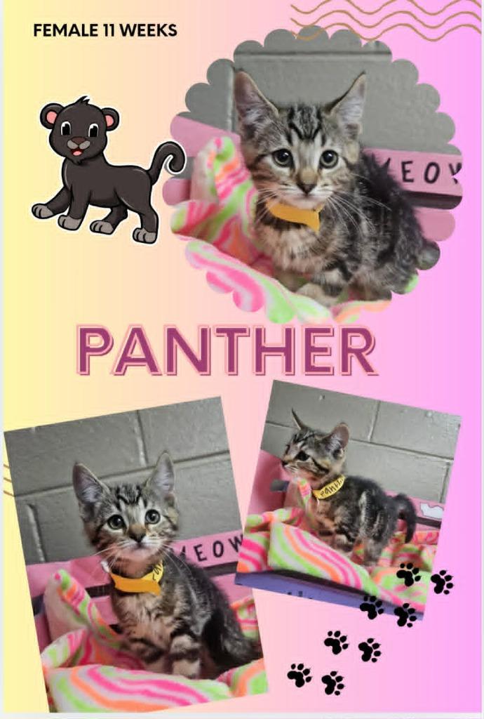 Enlarge Puma, a Adoptable mixed breed in Blountville, TN image 1/1